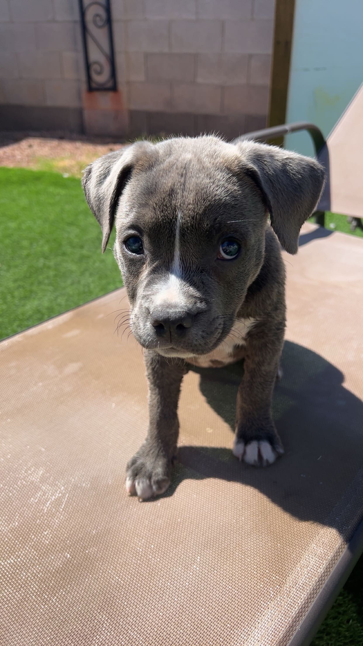 Save Blue: Urgent Parvovirus Treatment campaign photo, 2 of 8