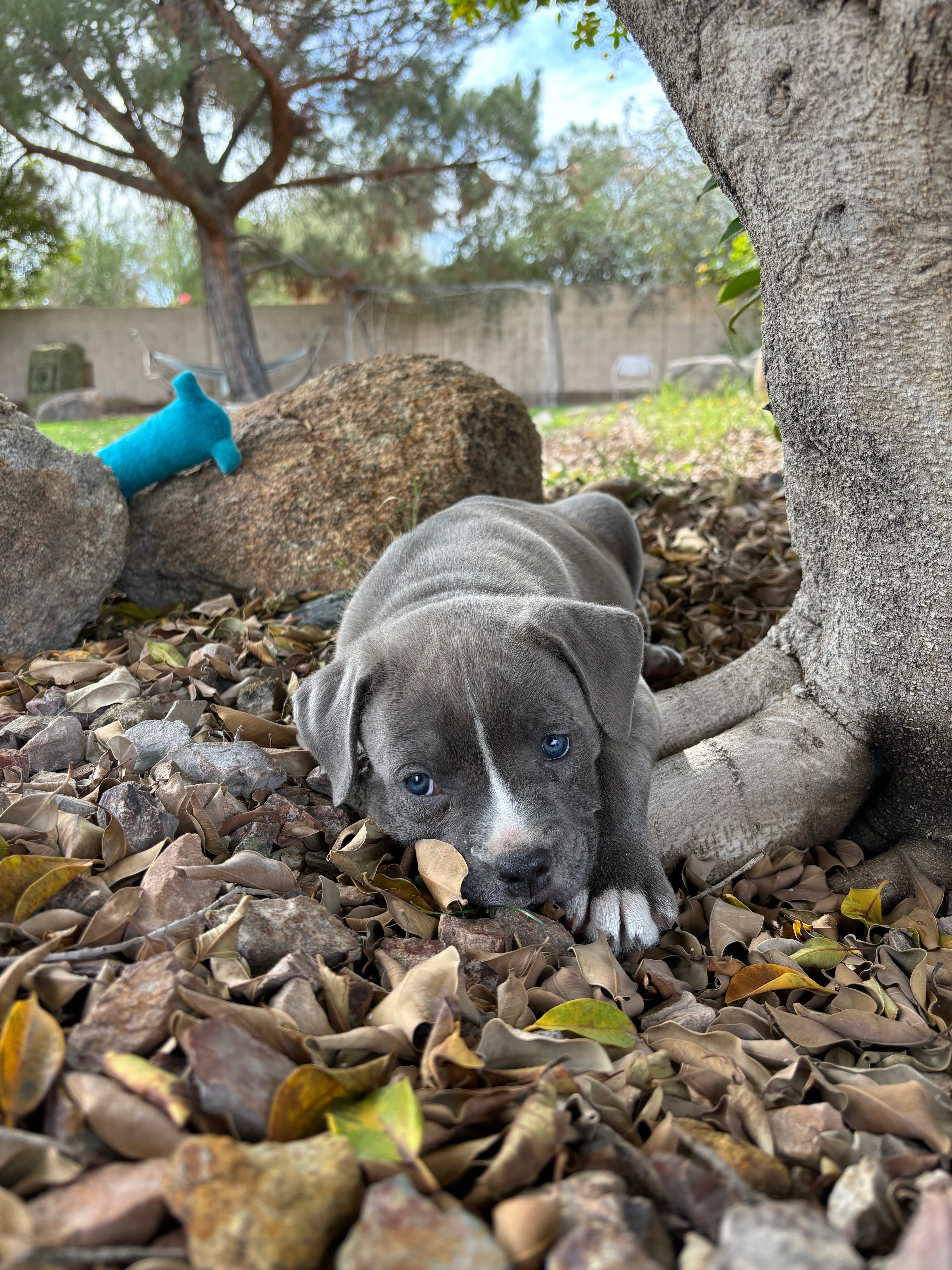 Save Blue: Urgent Parvovirus Treatment campaign photo, 4 of 8