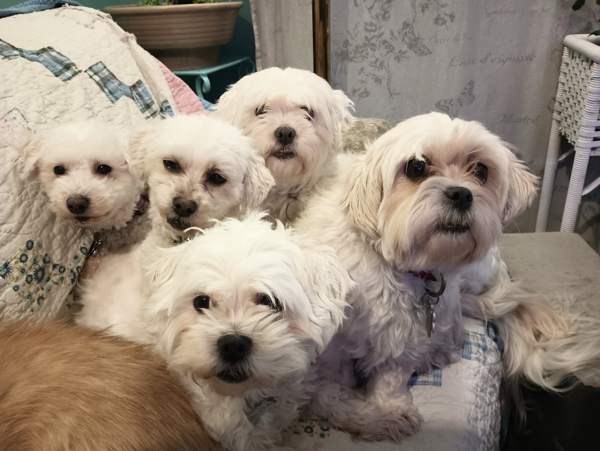 Help Adoptapet PetRescue continue to help homeless pets campaign photo, 6 of 8