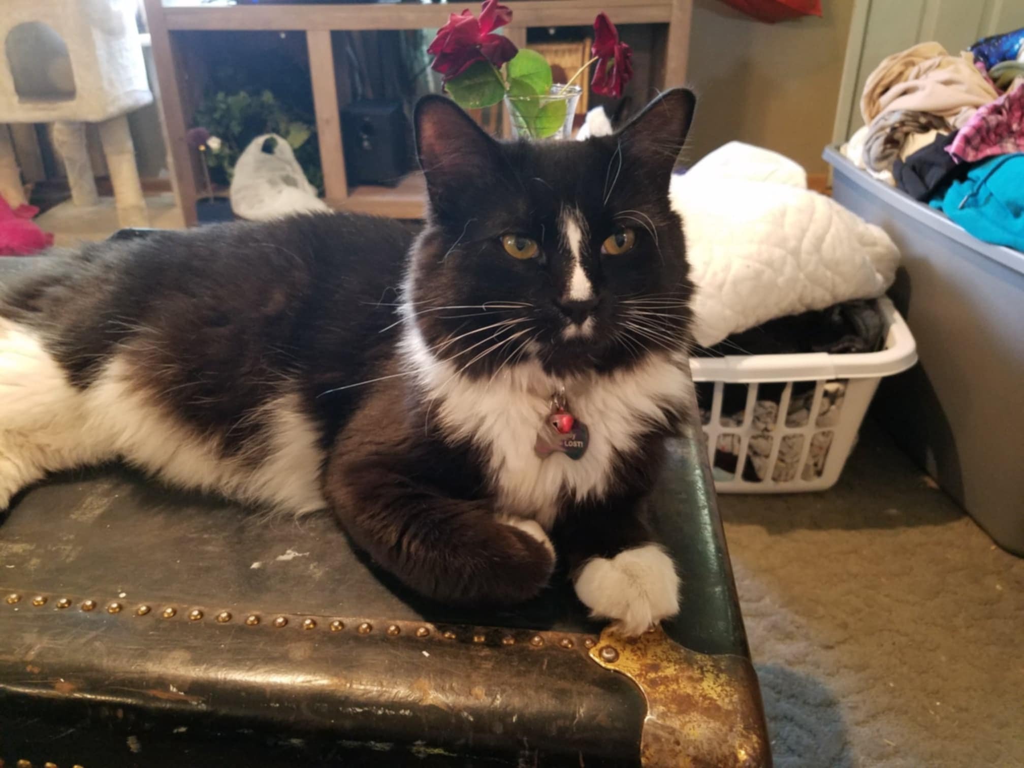 Support Emergency Surgery for ESA Kitty campaign photo, 5 of 6