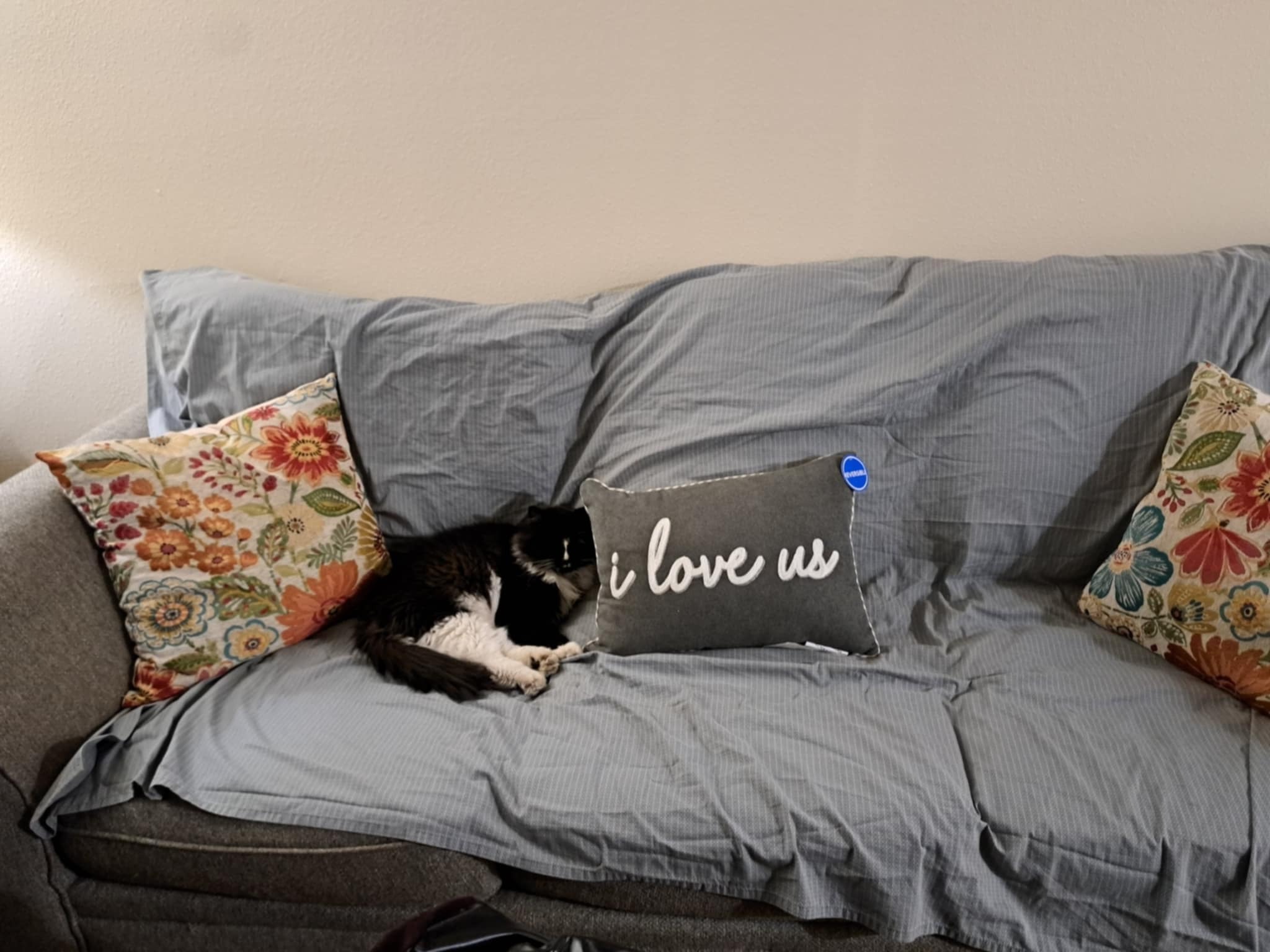 Support Emergency Surgery for ESA Kitty campaign photo, 2 of 6