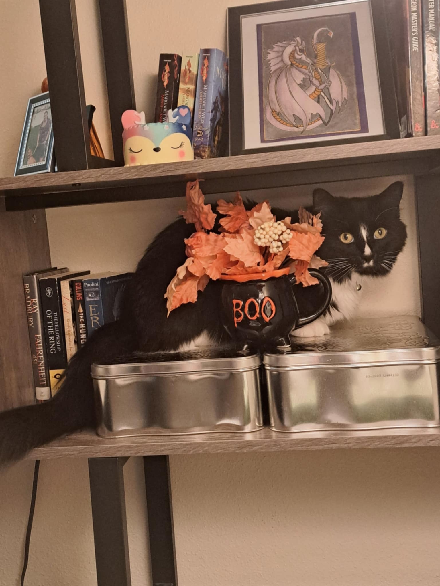 Support Emergency Surgery for ESA Kitty campaign photo, 4 of 6