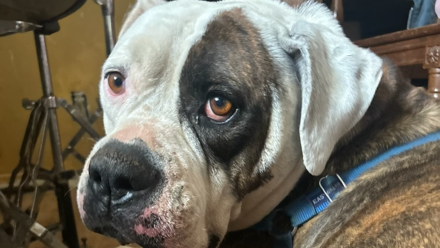 Give Eddie a Home: Fund His Medical Recovery and training photo