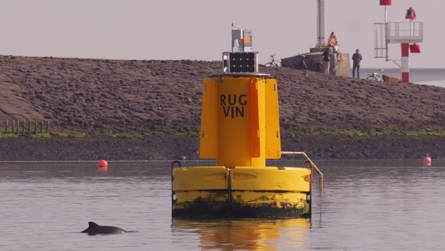 Geef de bruinvis weer een stem! photo