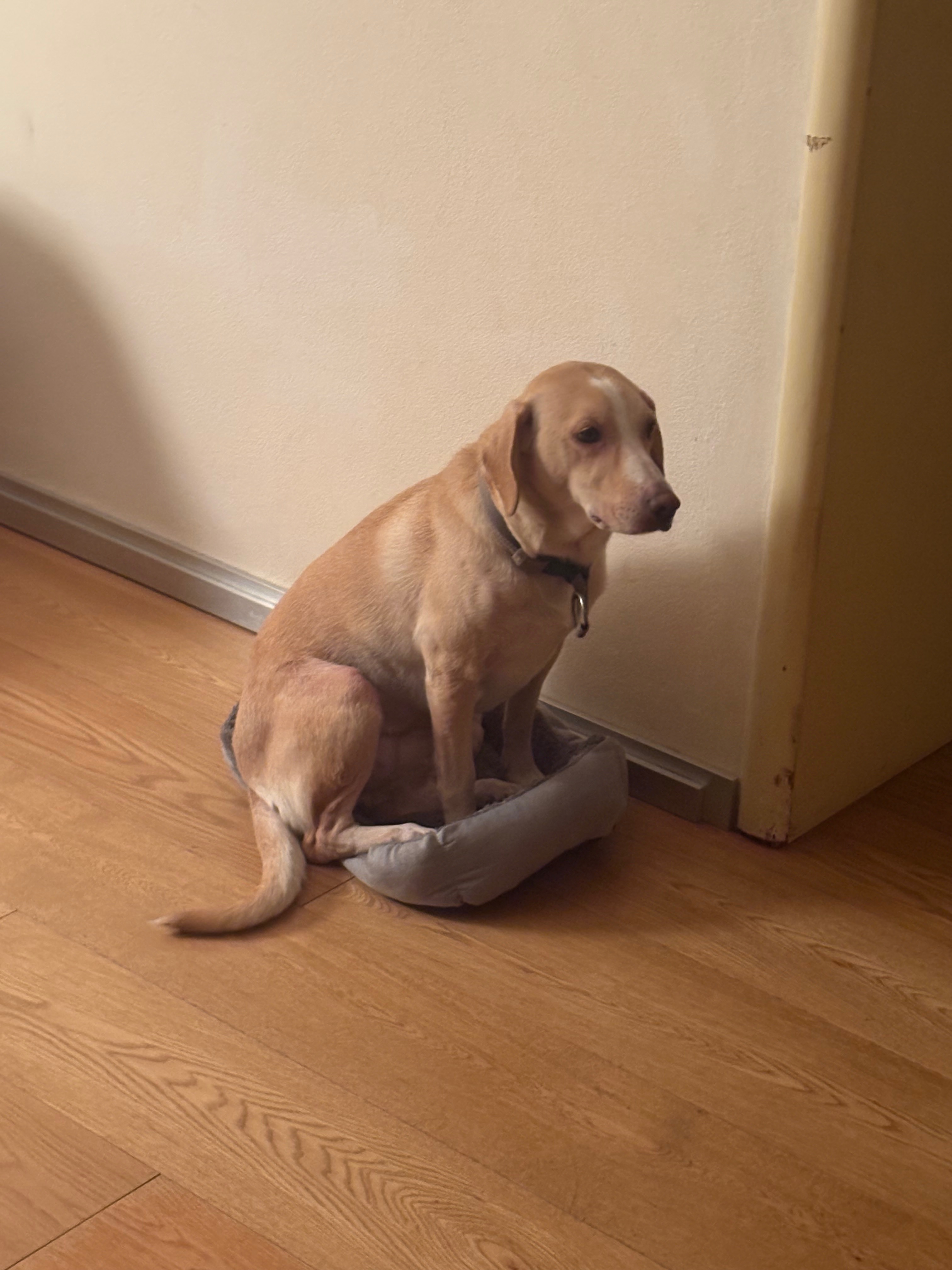Questa donazione è rivolta al mio cane jane campaign photo, 2 of 4