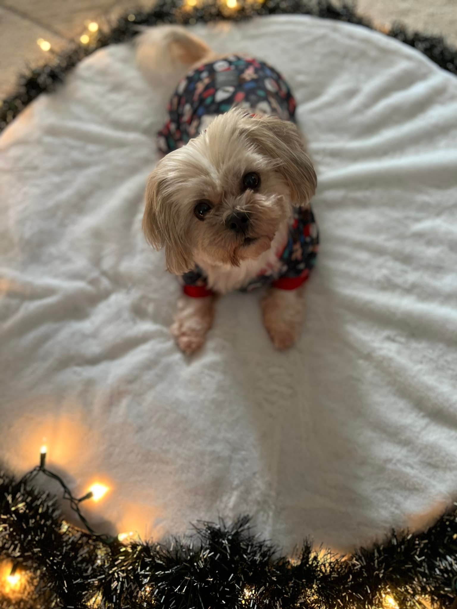 Give Bailey a Chance for More Happy Years campaign photo, 5 of 7