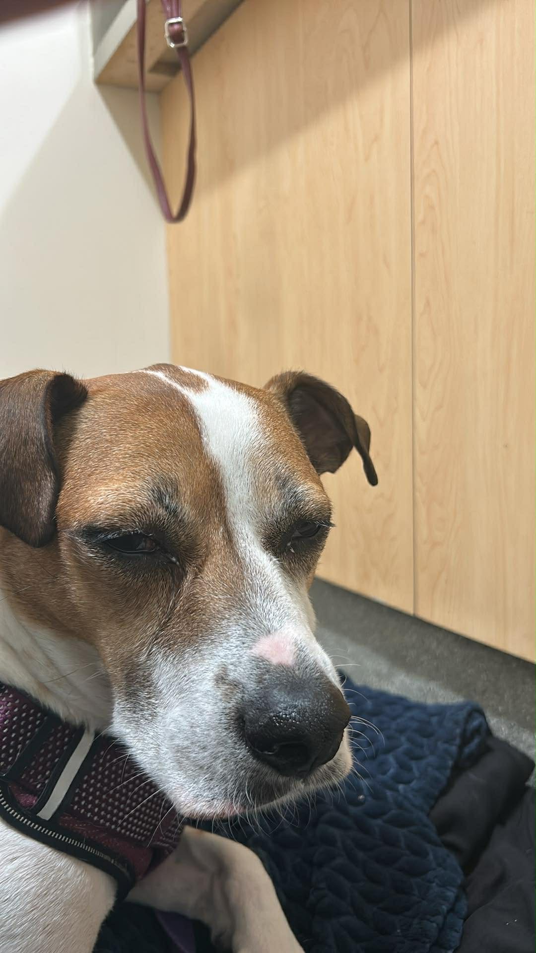 Help save my bestest friend! Grace is in need of surgery! campaign photo, 4 of 7