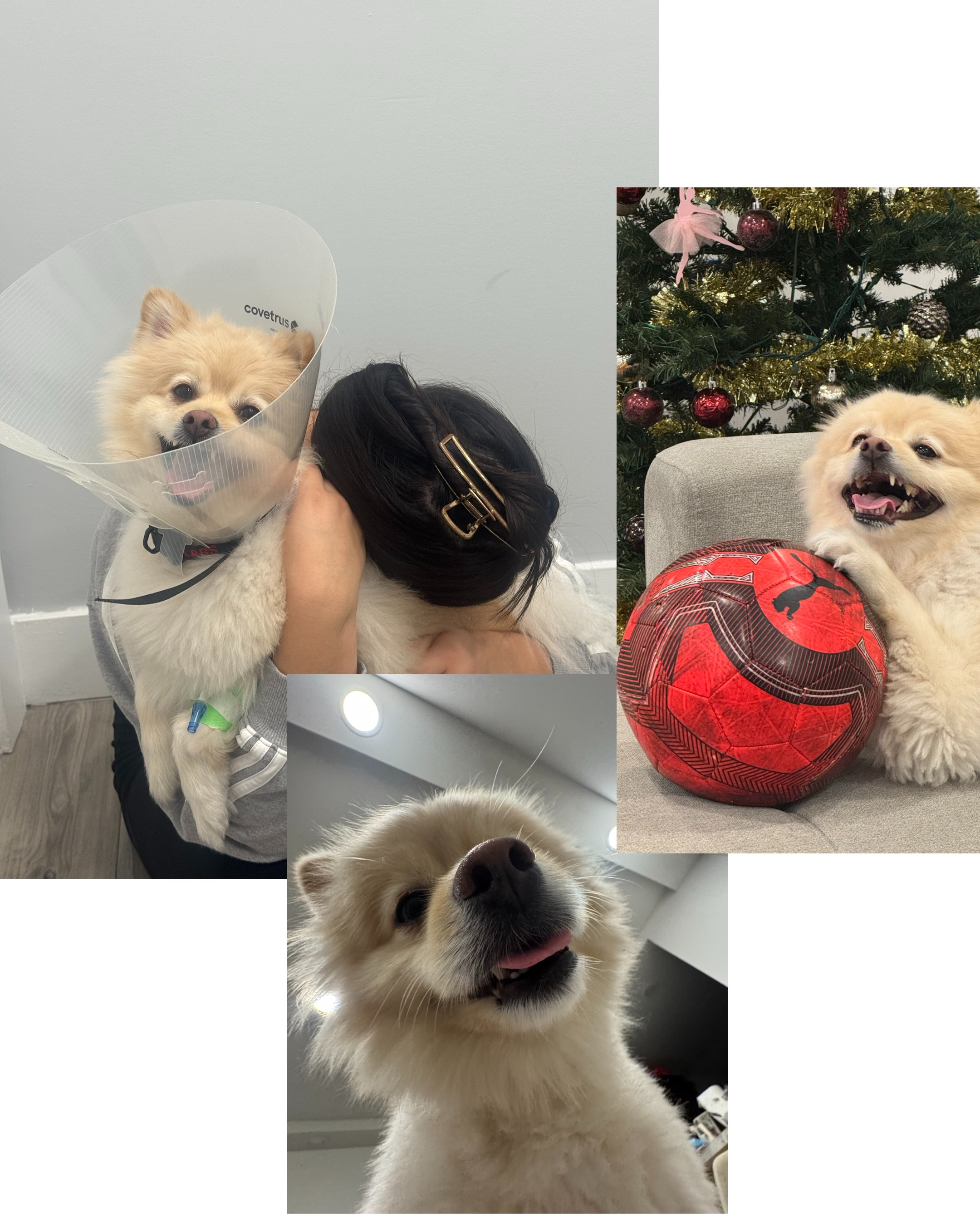 Help Coco Recover from Pancreatitis campaign photo, 6 of 7
