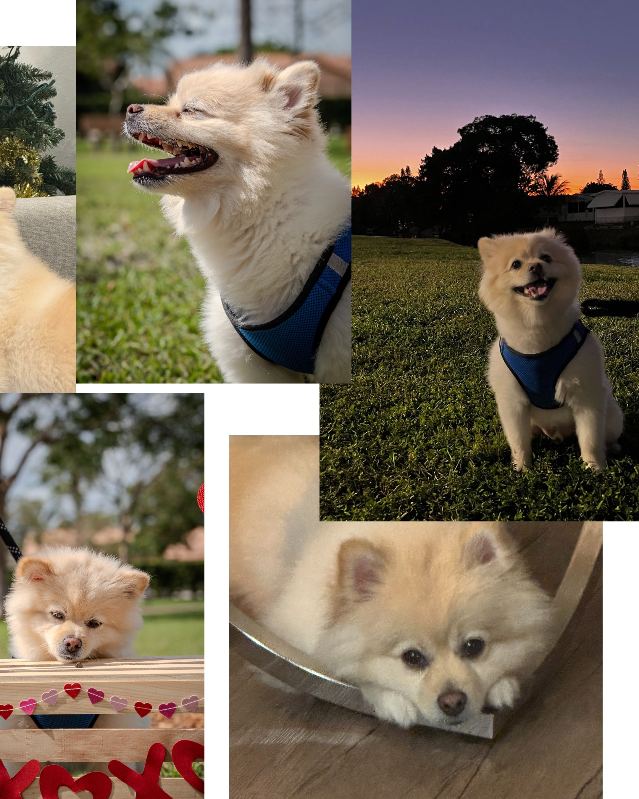 Help Coco Recover from Pancreatitis campaign photo, 2 of 7