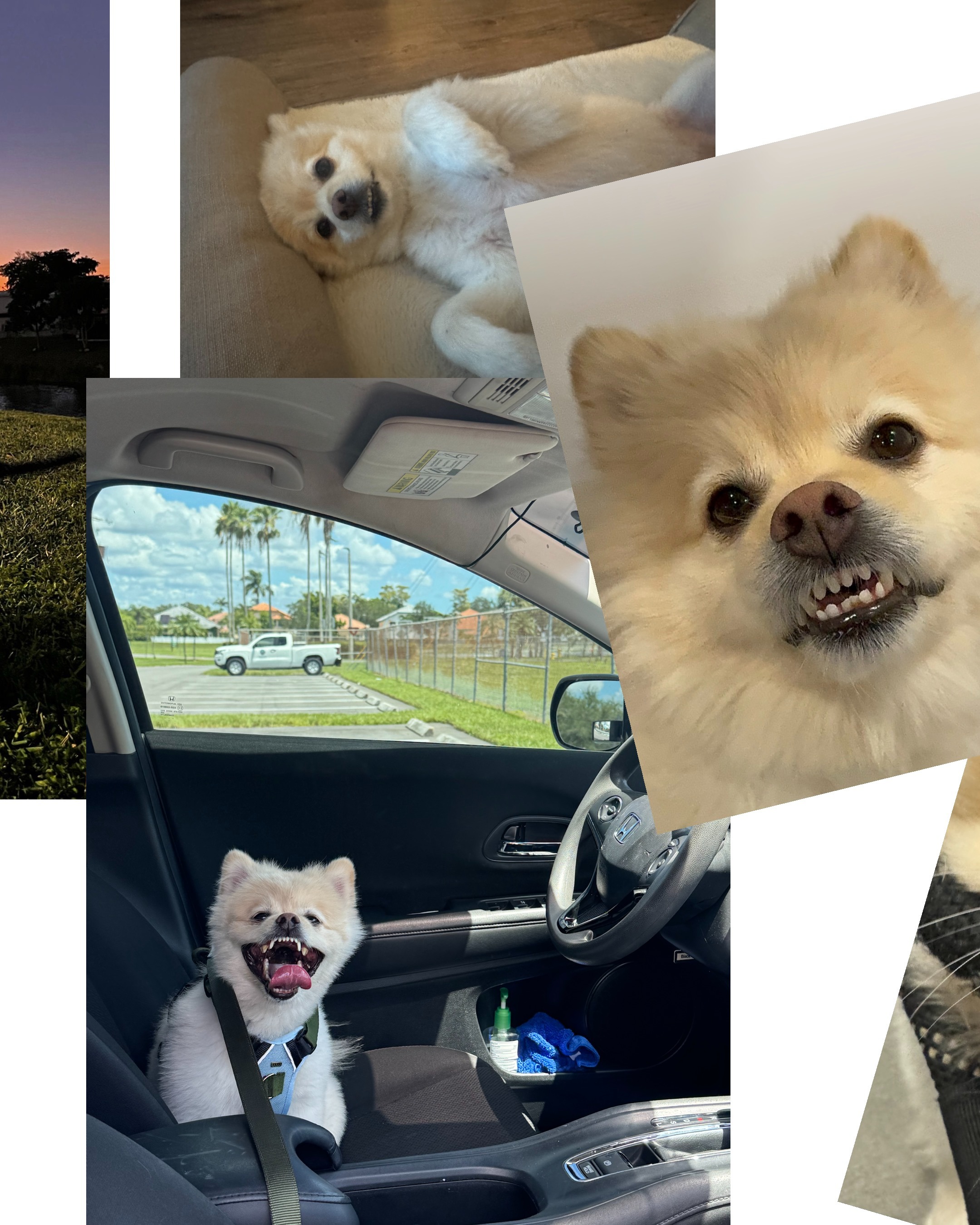 Help Coco Recover from Pancreatitis campaign photo, 4 of 7