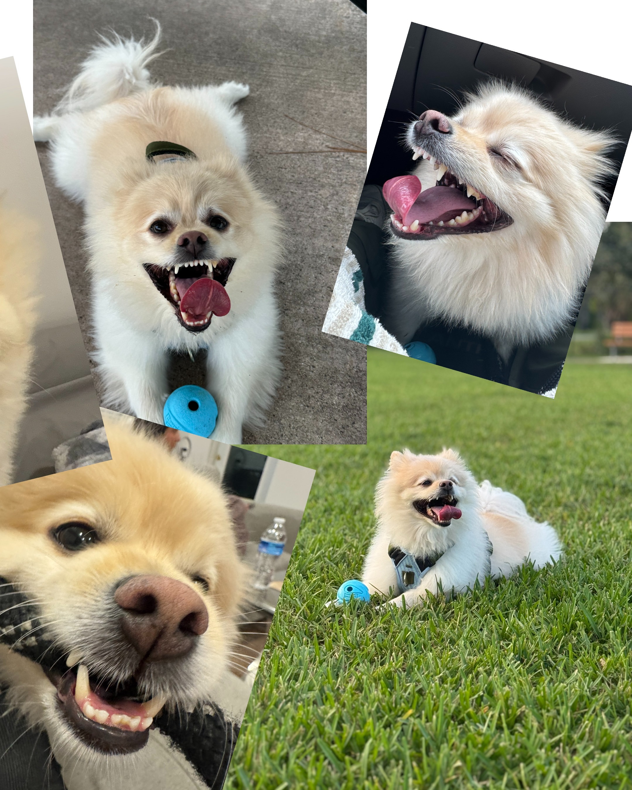 Help Coco Recover from Pancreatitis campaign photo, 5 of 7