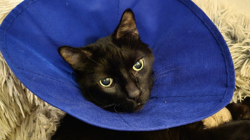 Bradley is home and recuperating well. photo