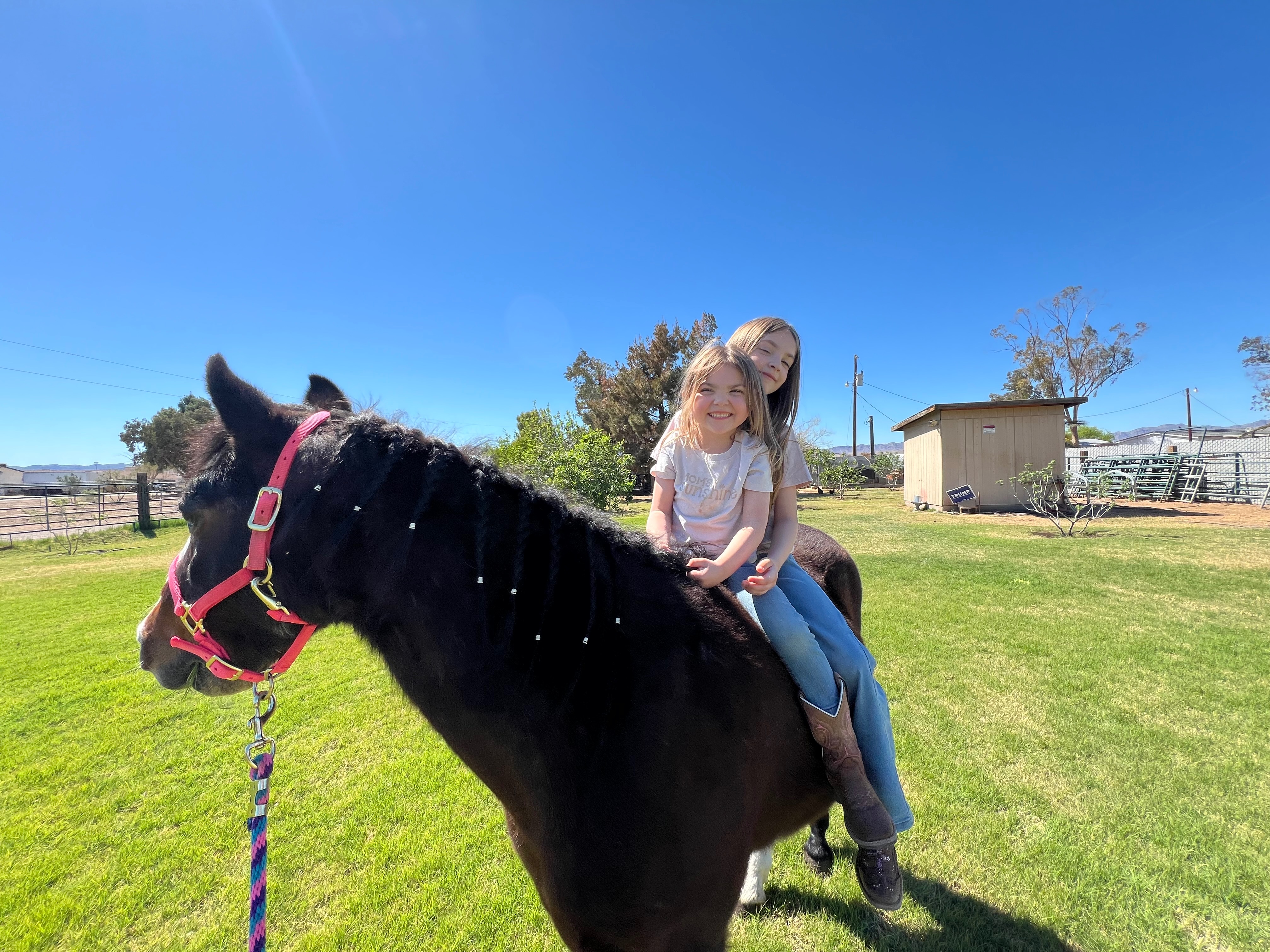 Help us save our girls pony campaign photo, 2 of 7