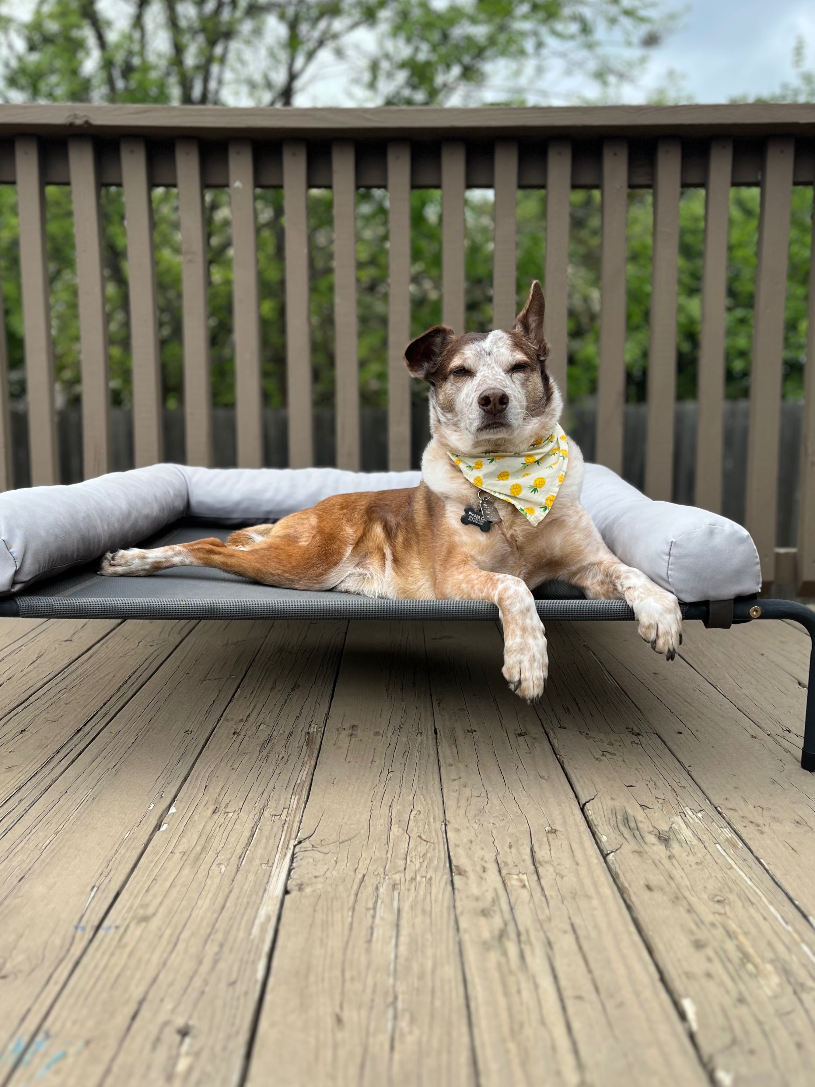 Donate for Seymour's Vet Care campaign photo, 4 of 5