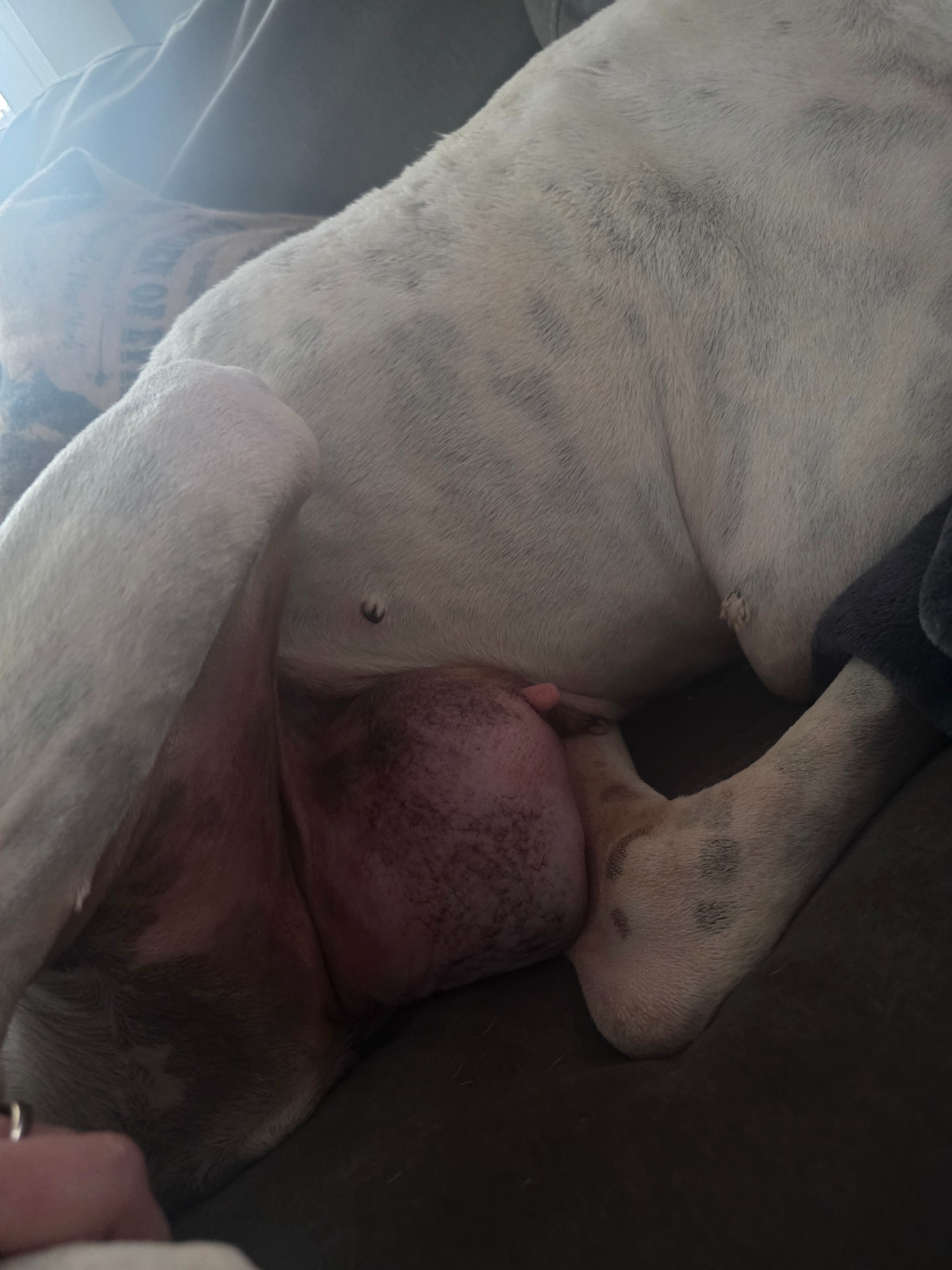 Donate to Ease Maggie's Pain campaign photo, 2 of 8
