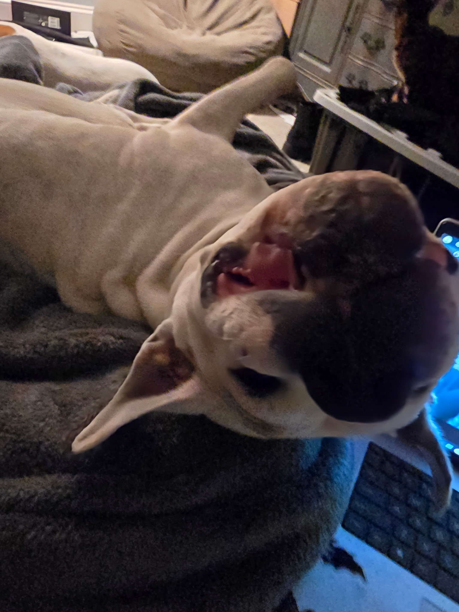 Donate to Ease Maggie's Pain campaign photo, 4 of 8