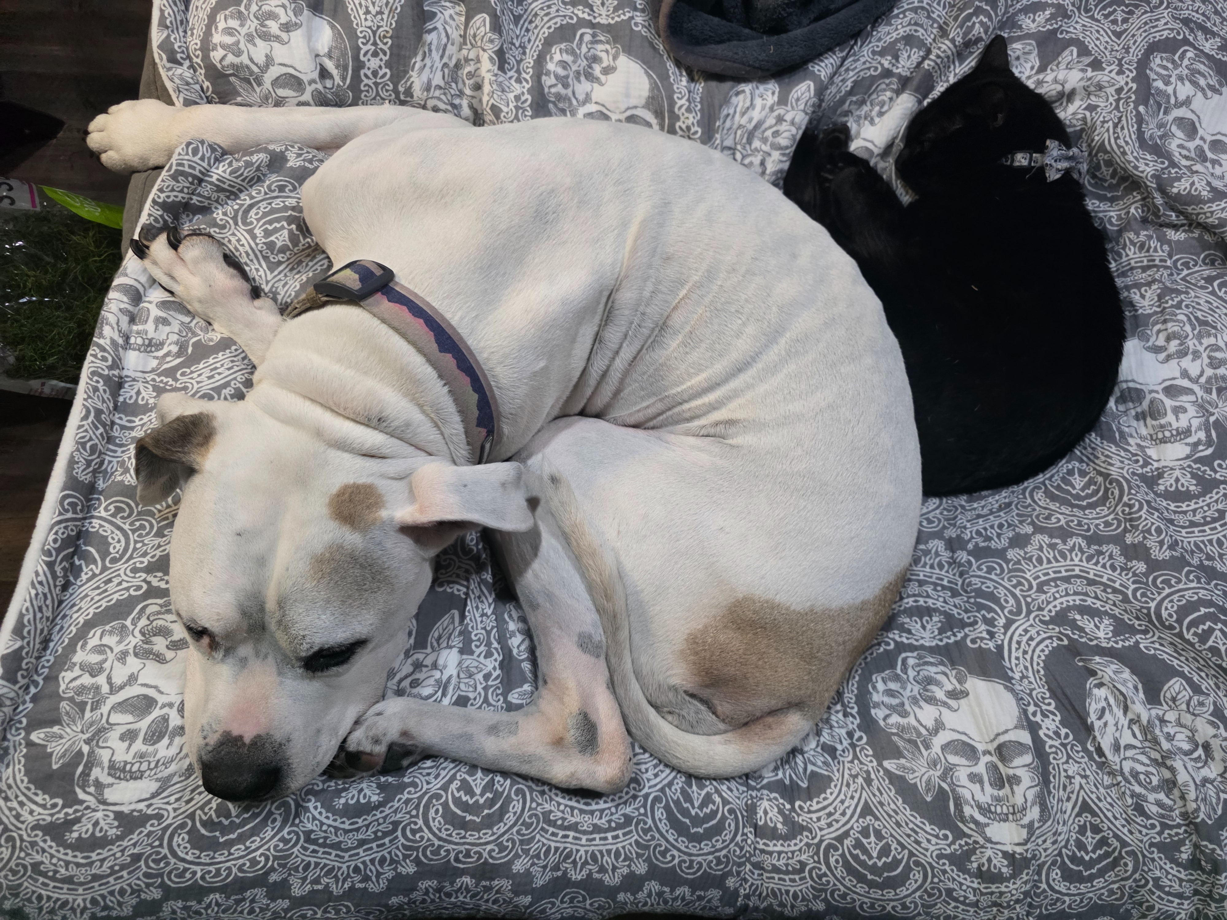 Donate to Ease Maggie's Pain campaign photo, 5 of 8
