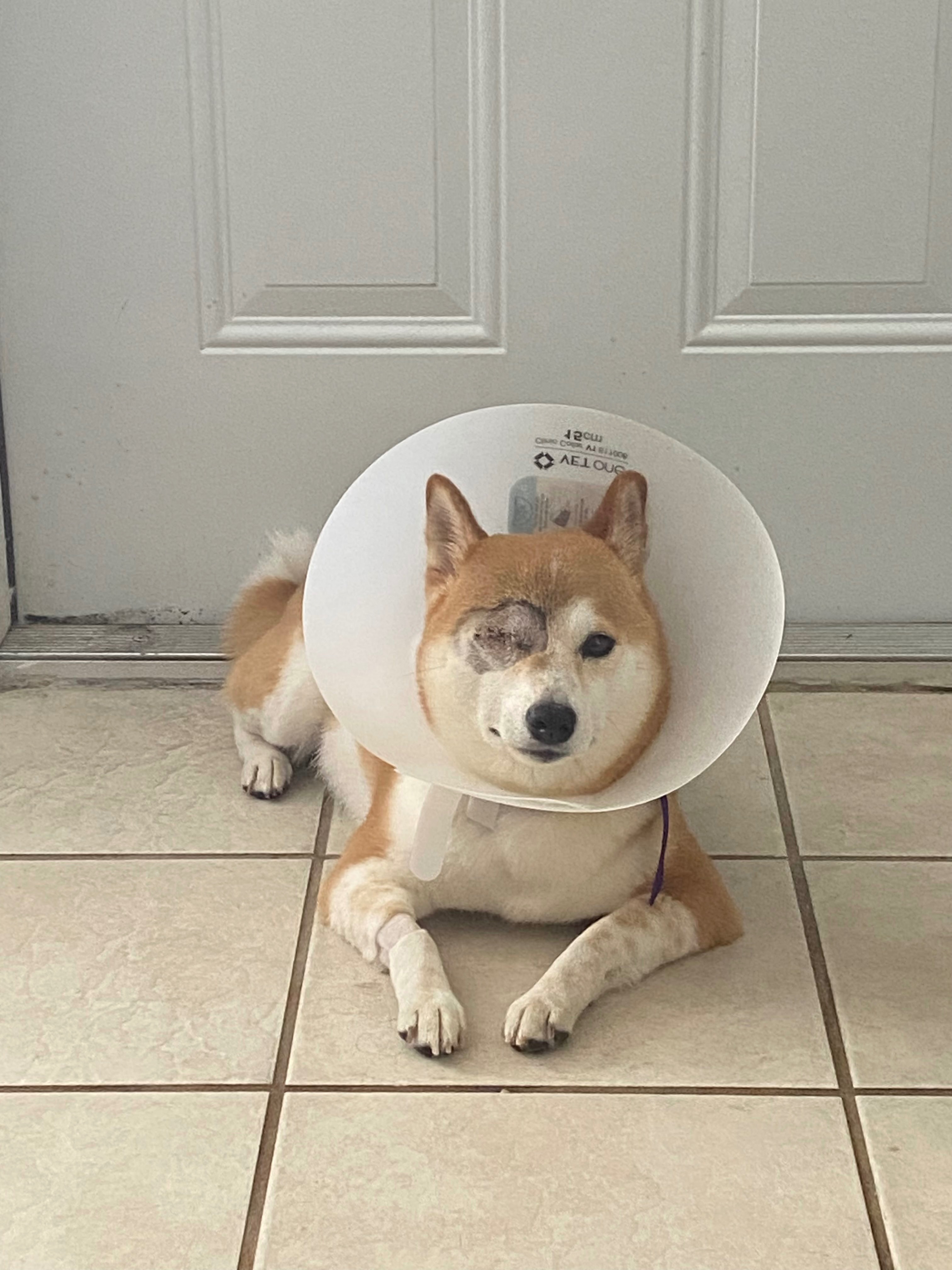 Support Lyra’s Emergency Surgery Recovery campaign photo, 7 of 8