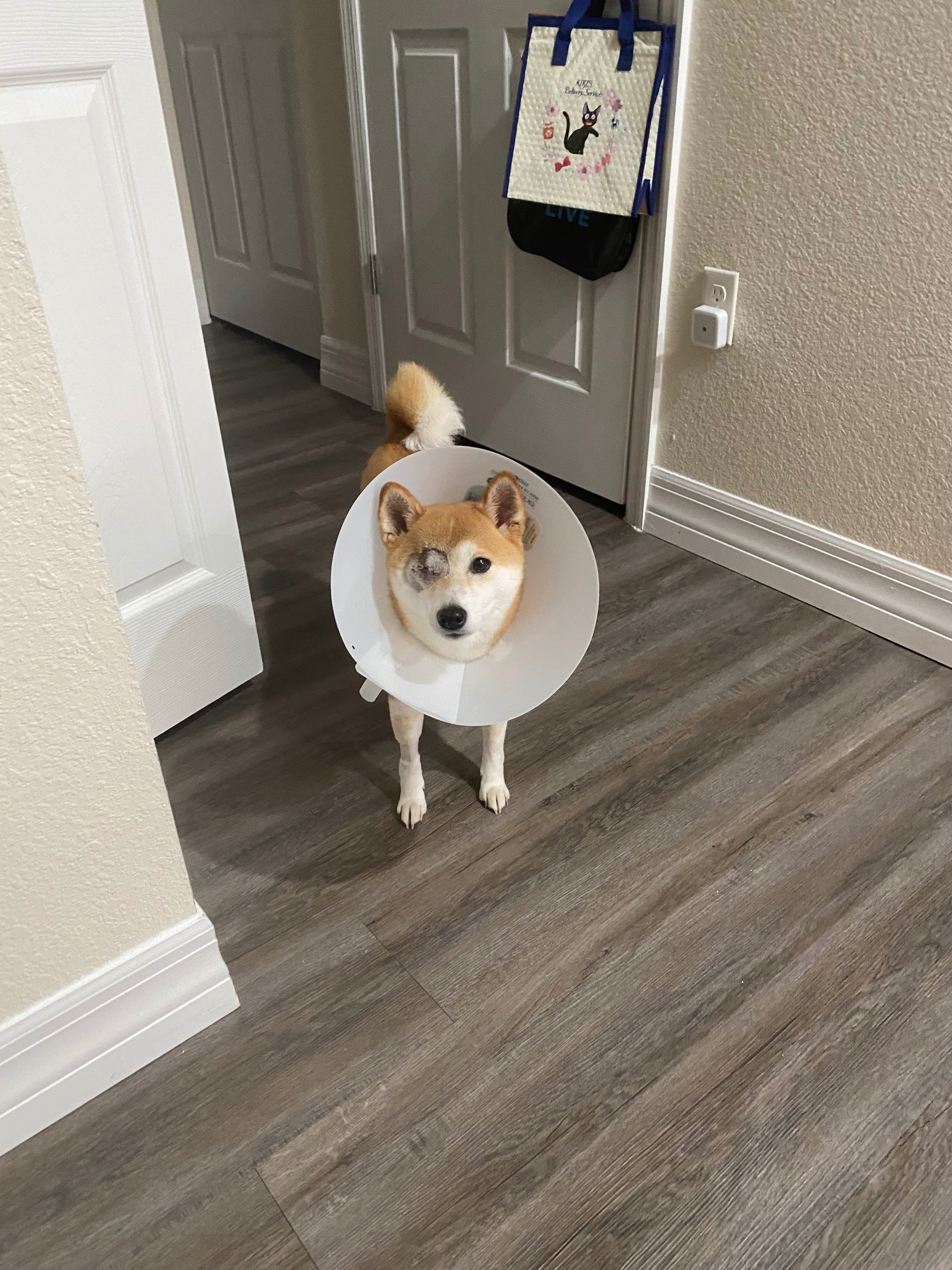 Support Lyra’s Emergency Surgery Recovery campaign photo, 6 of 8