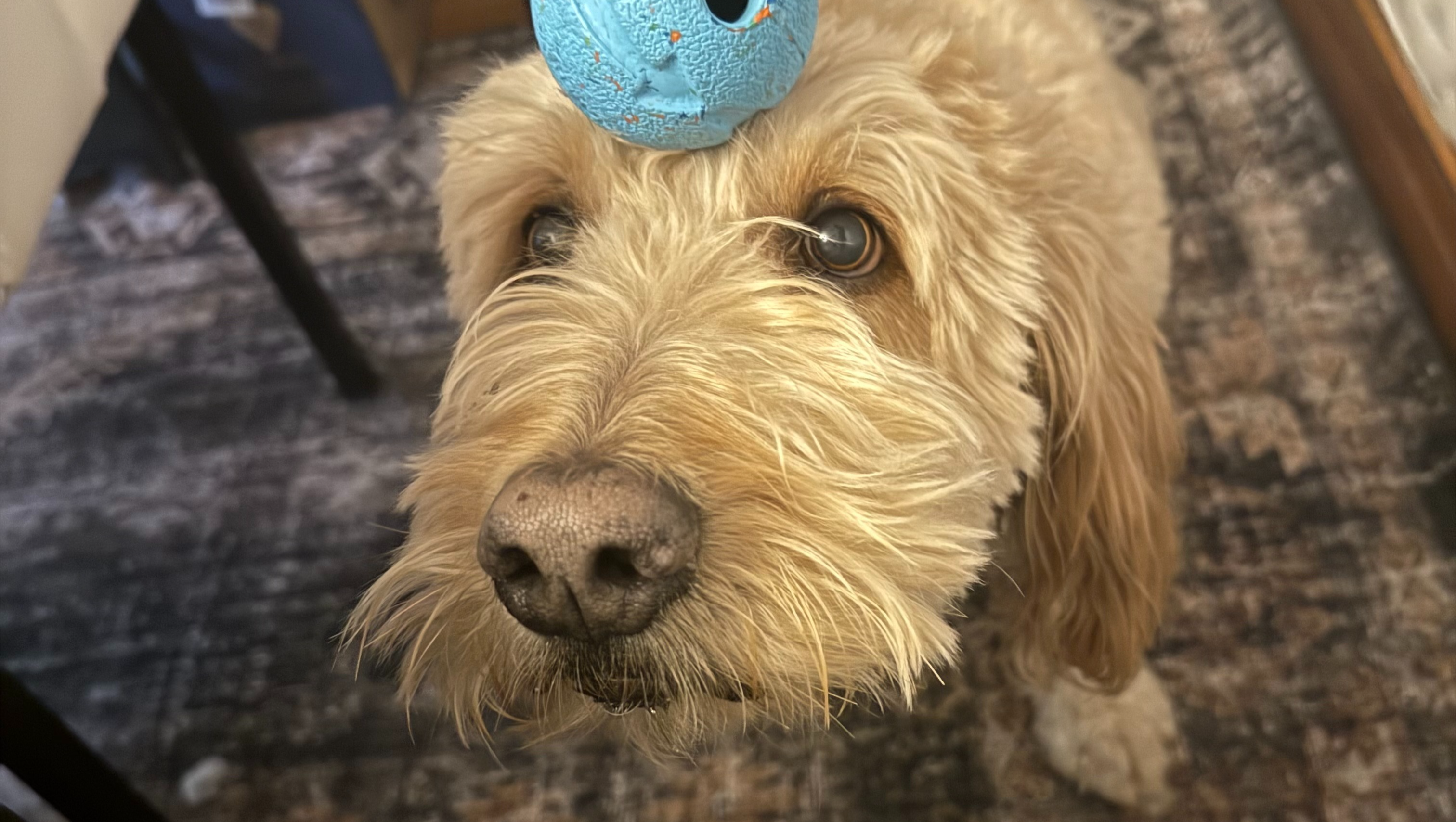 Help Save Murphy—Our Gentle, Adventure-Loving, Very G photo