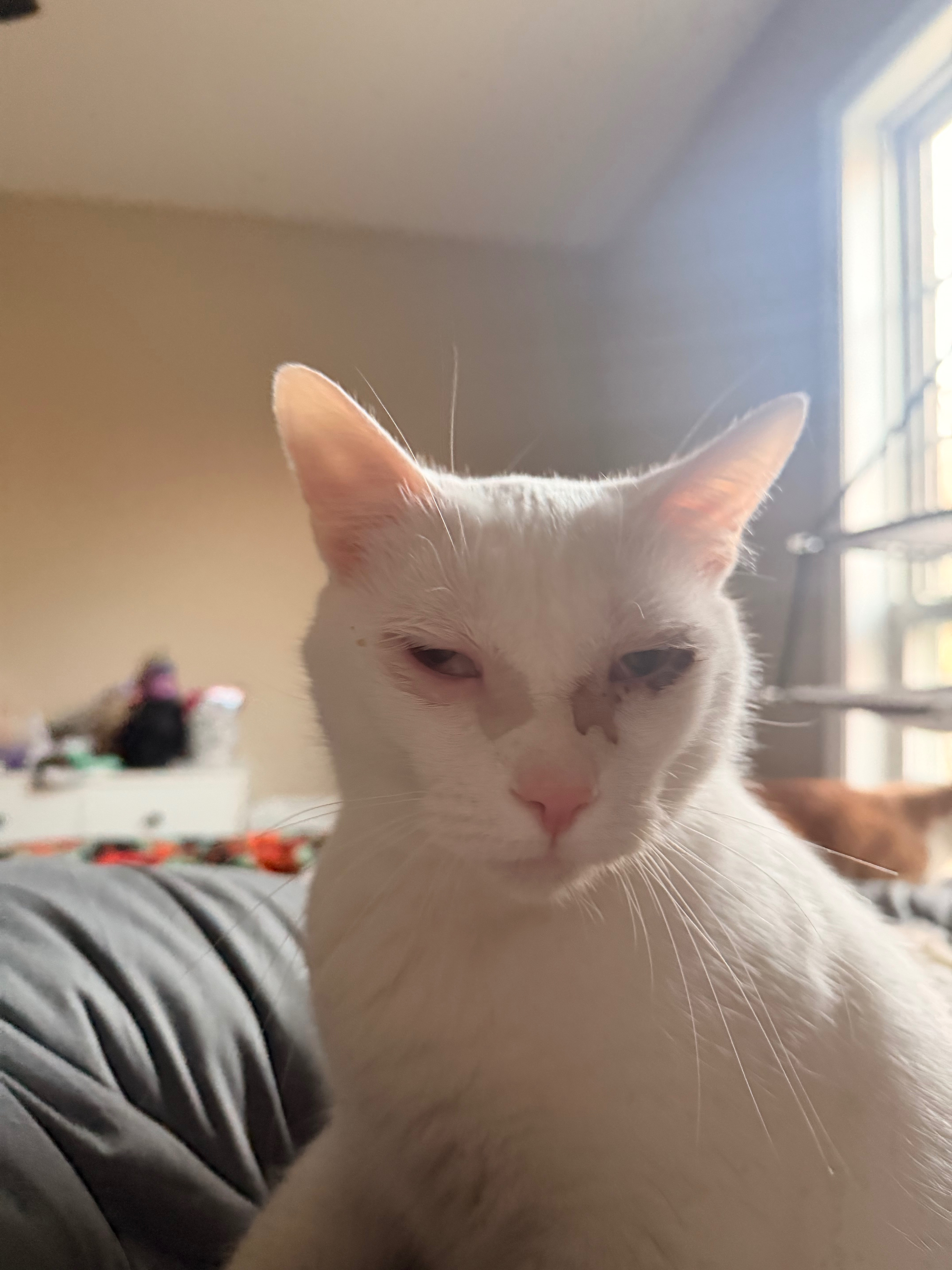 Relieve Financial Stress for Cat Mom in Need campaign photo, 4 of 5