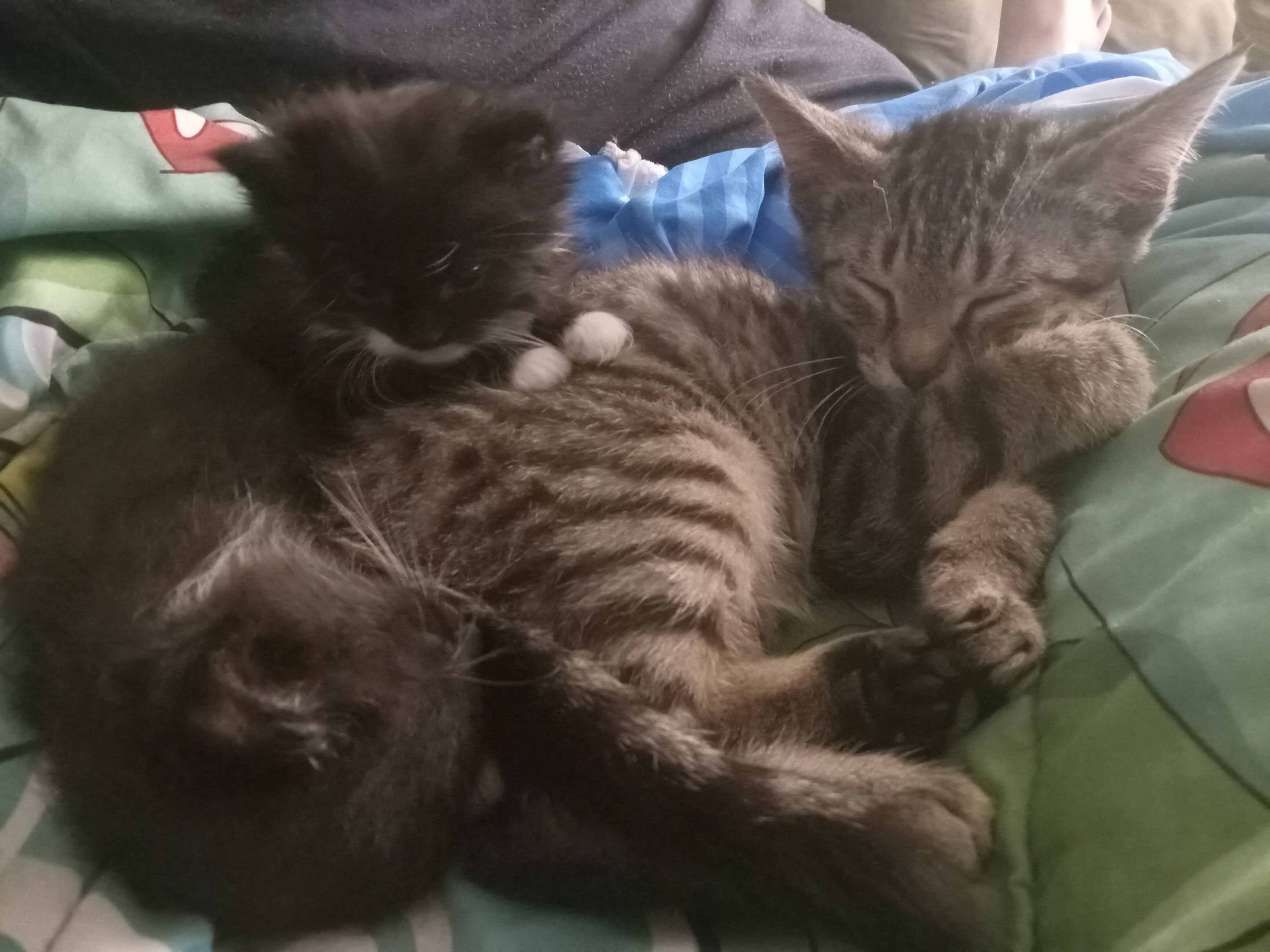 Warm Homes for Strays: Support HAF campaign photo, 2 of 8