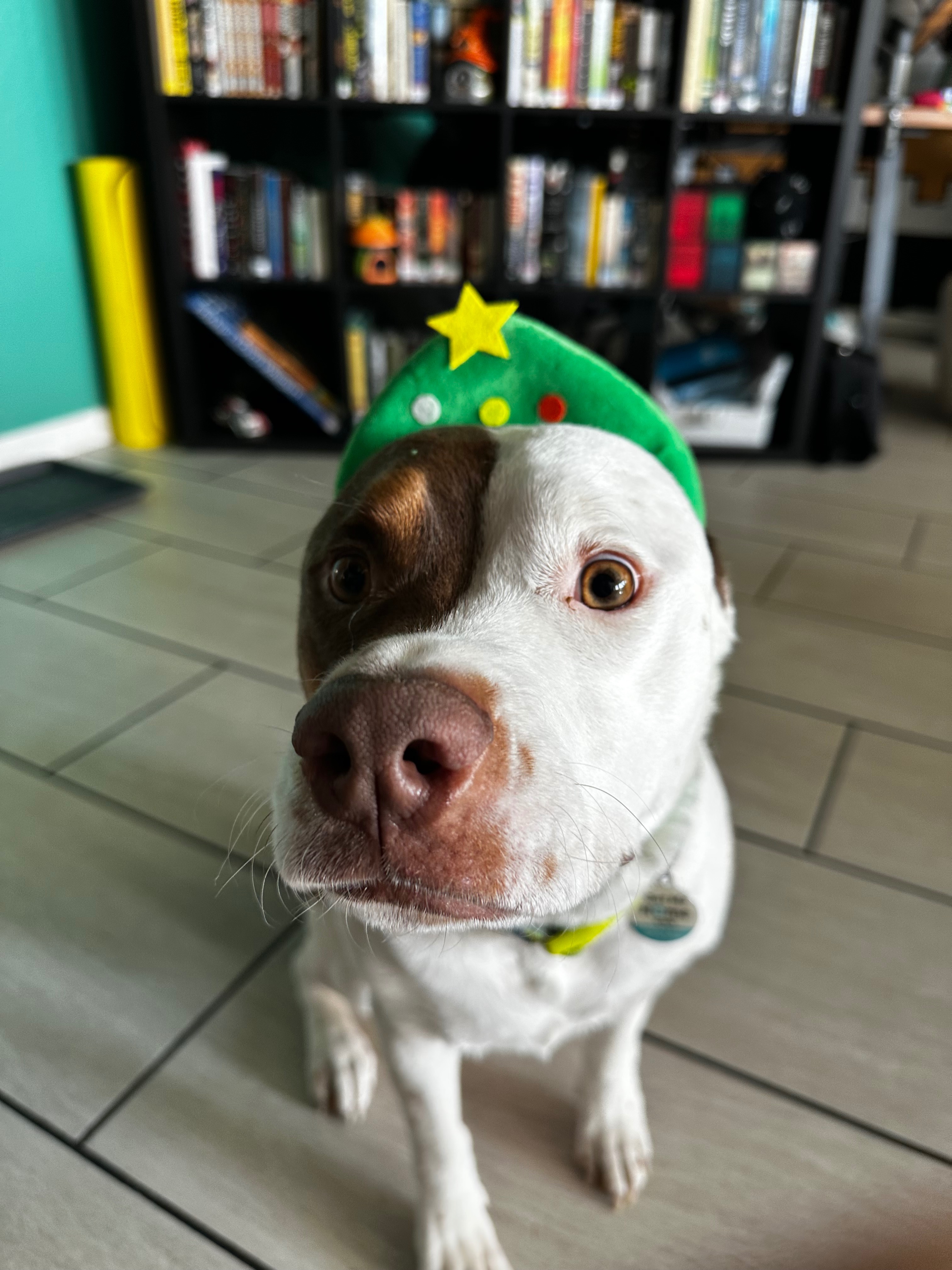 Support Bean's Life-Saving Procedure campaign photo, 7 of 8