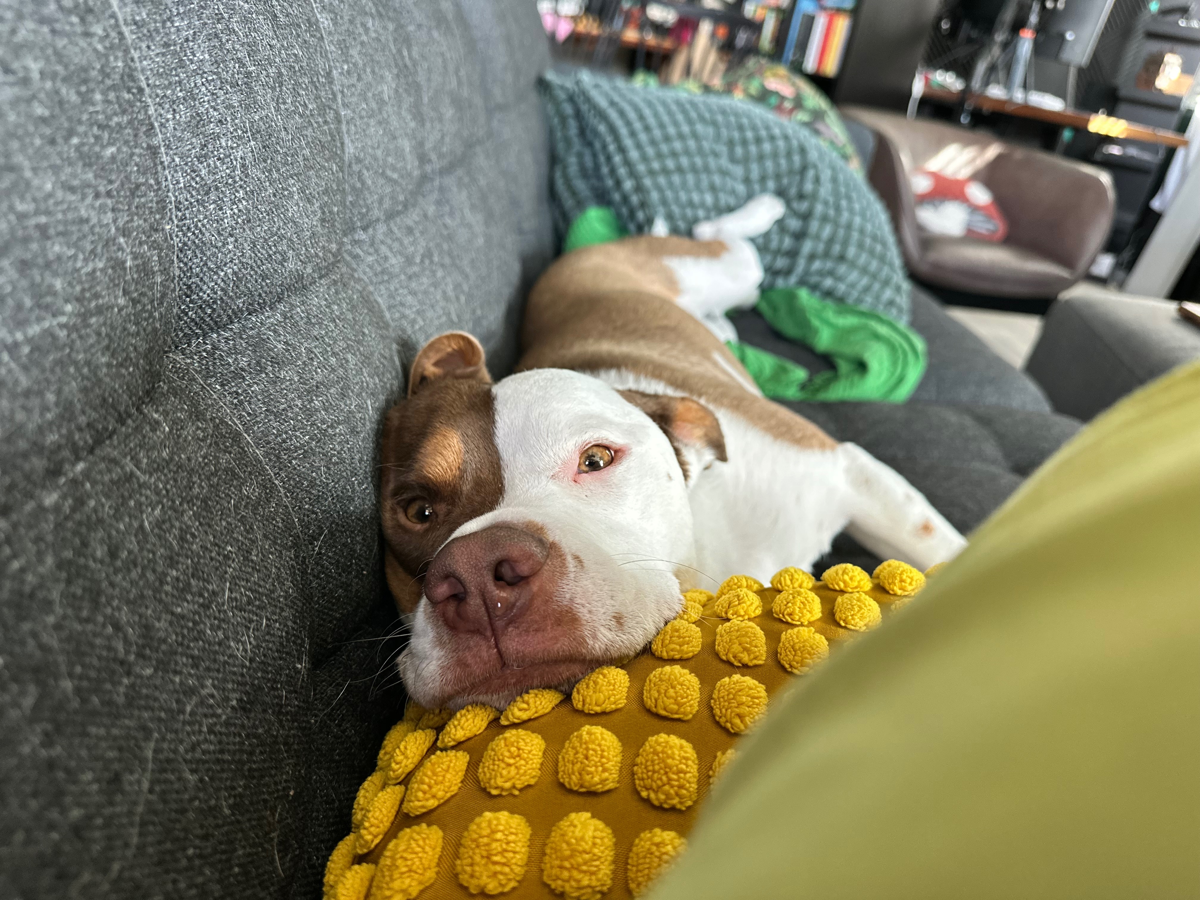 Support Bean's Life-Saving Procedure campaign photo, 4 of 8