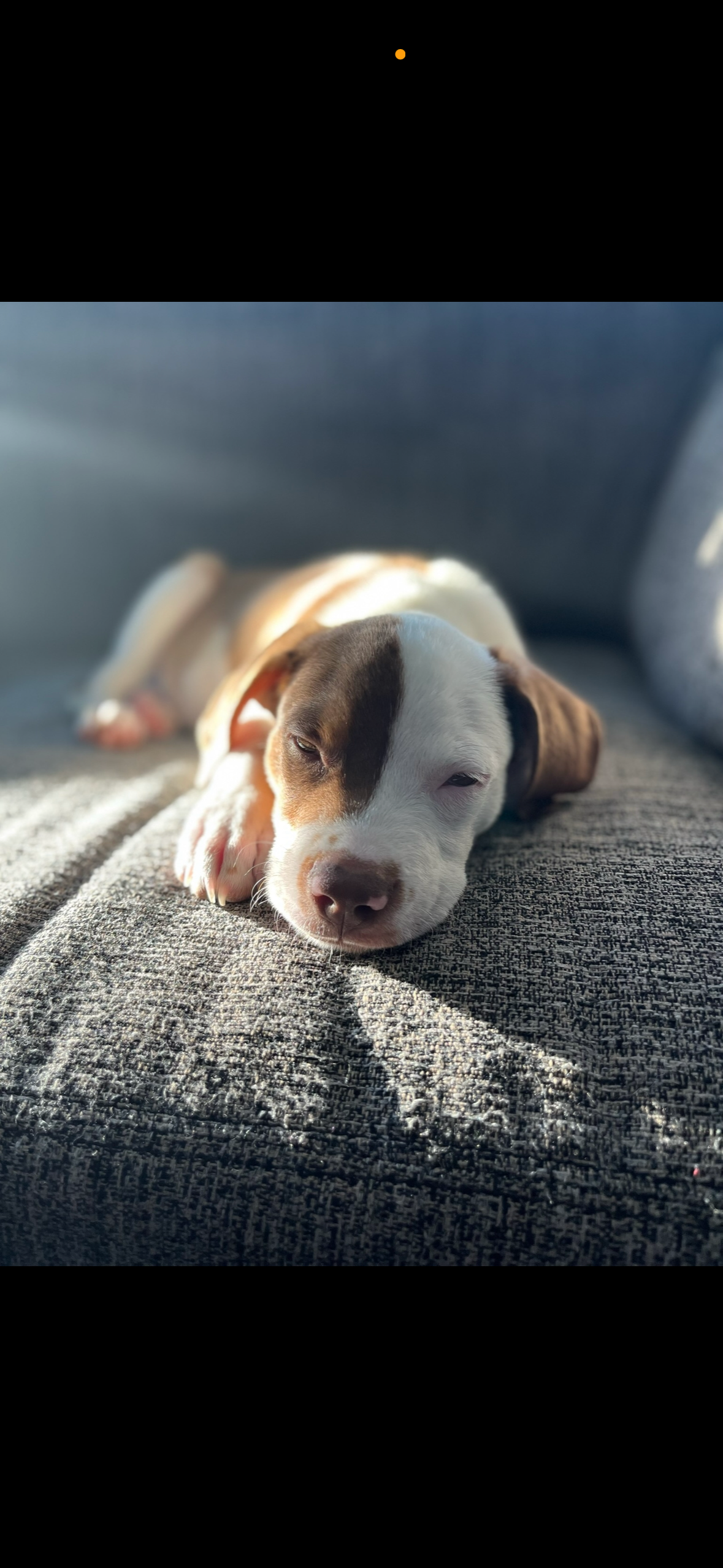 Support Bean's Life-Saving Procedure campaign photo, 5 of 8