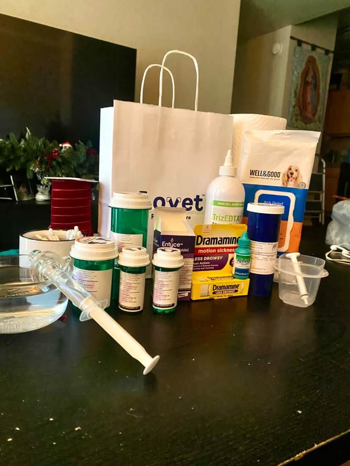 Urgent Help for Romeo - Frenchie Facing Neurological Crisis campaign photo, 4 of 8