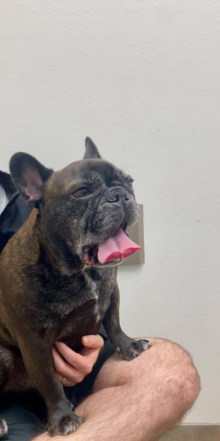 Urgent Help for Romeo - Frenchie Facing Neurological Crisis campaign photo, 5 of 8