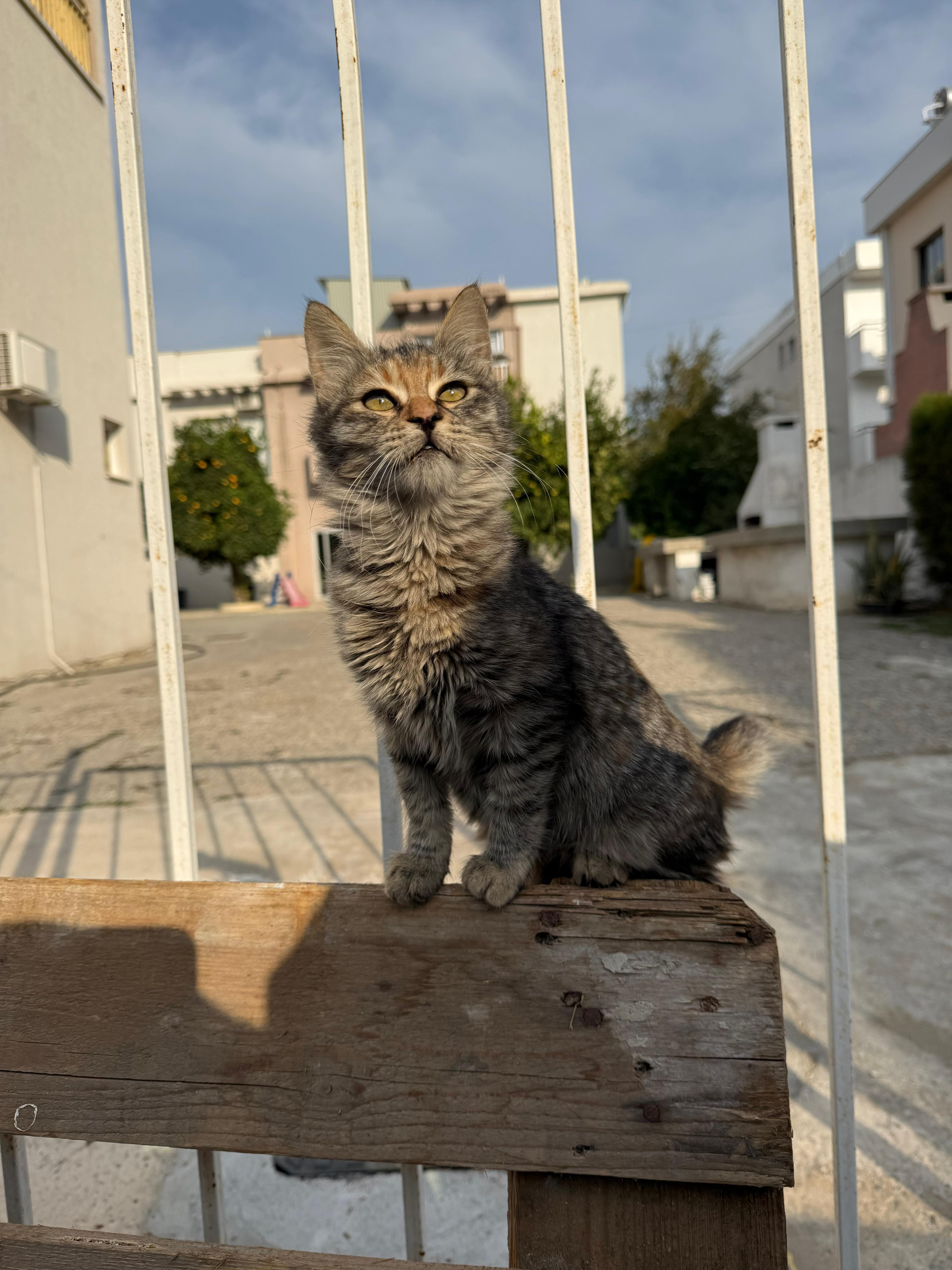 Help Save a Cat Family in Limassol campaign photo, 5 of 6