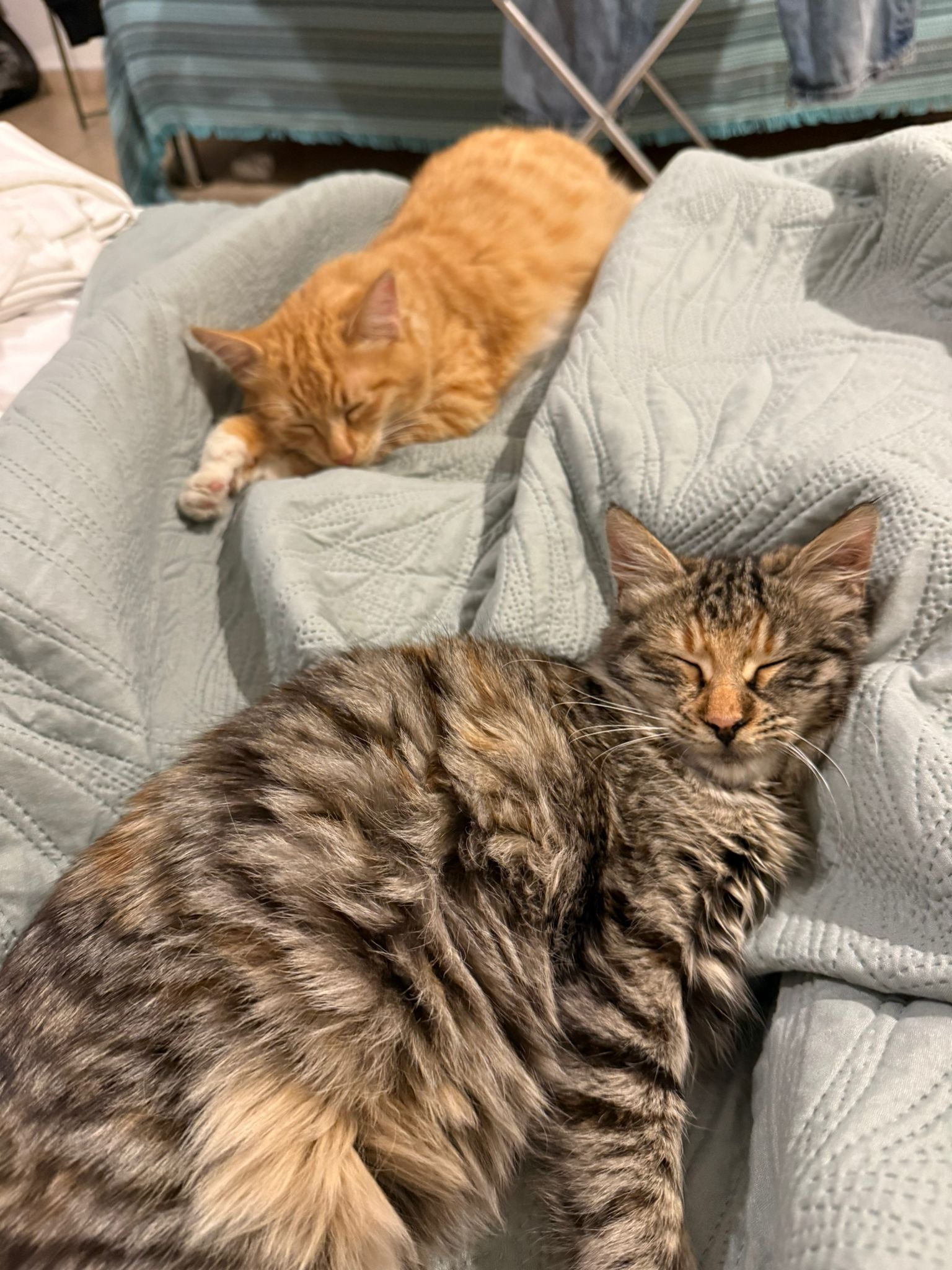 Help Save a Cat Family in Limassol campaign photo, 2 of 6