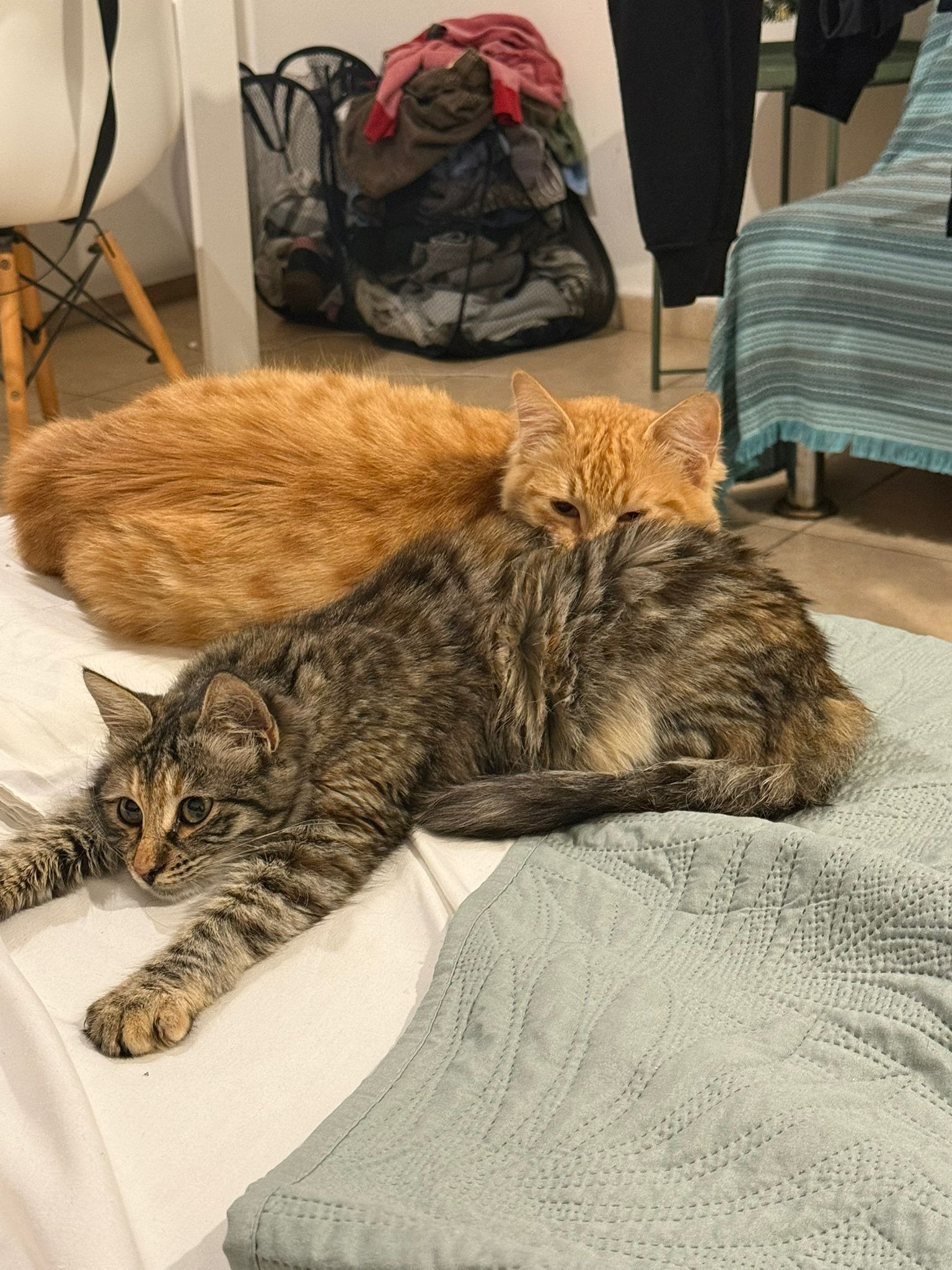 Help Save a Cat Family in Limassol campaign photo, 4 of 6