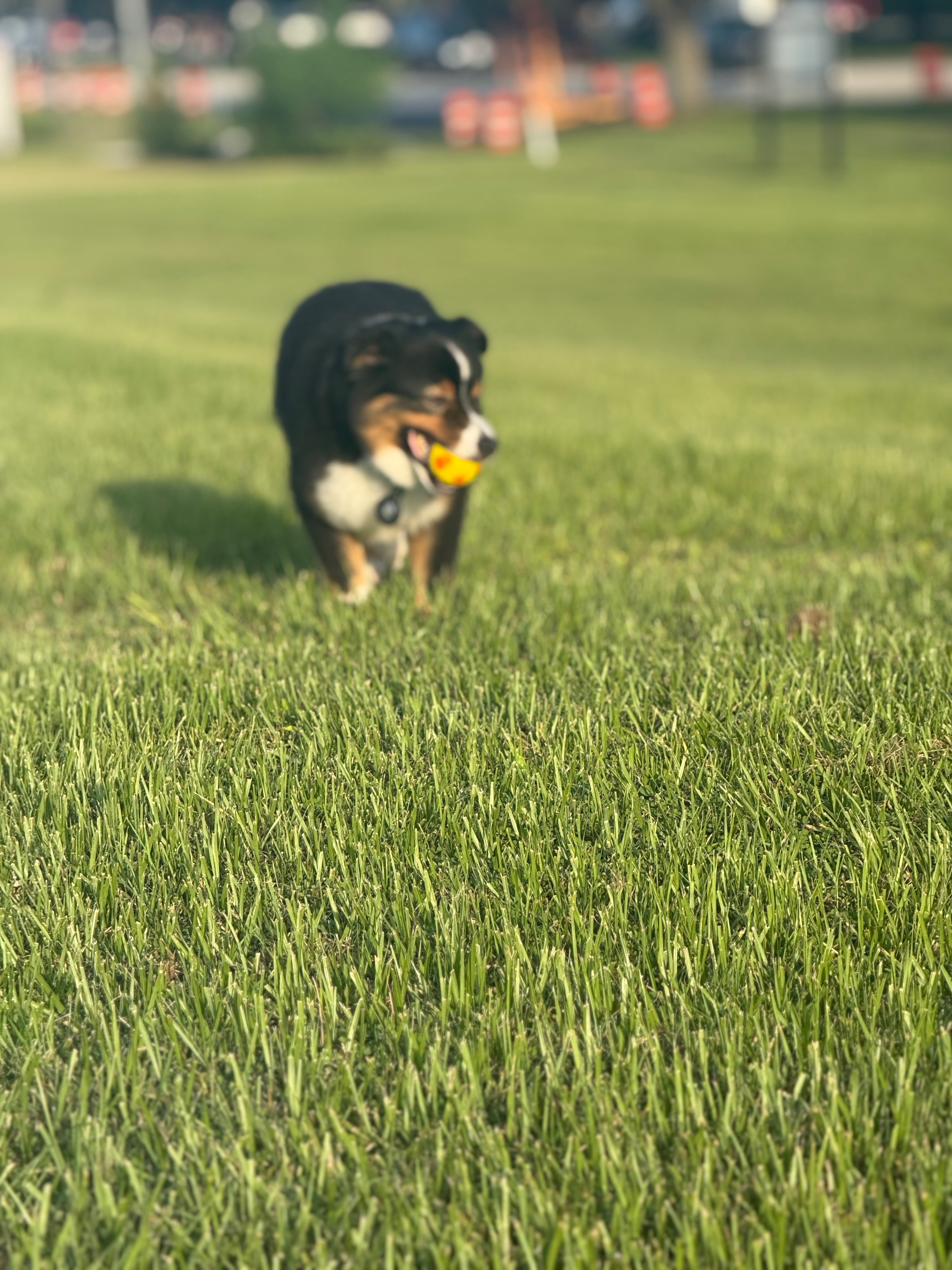 Support Buddy's Urgent Cancer Surgery campaign photo, 5 of 6