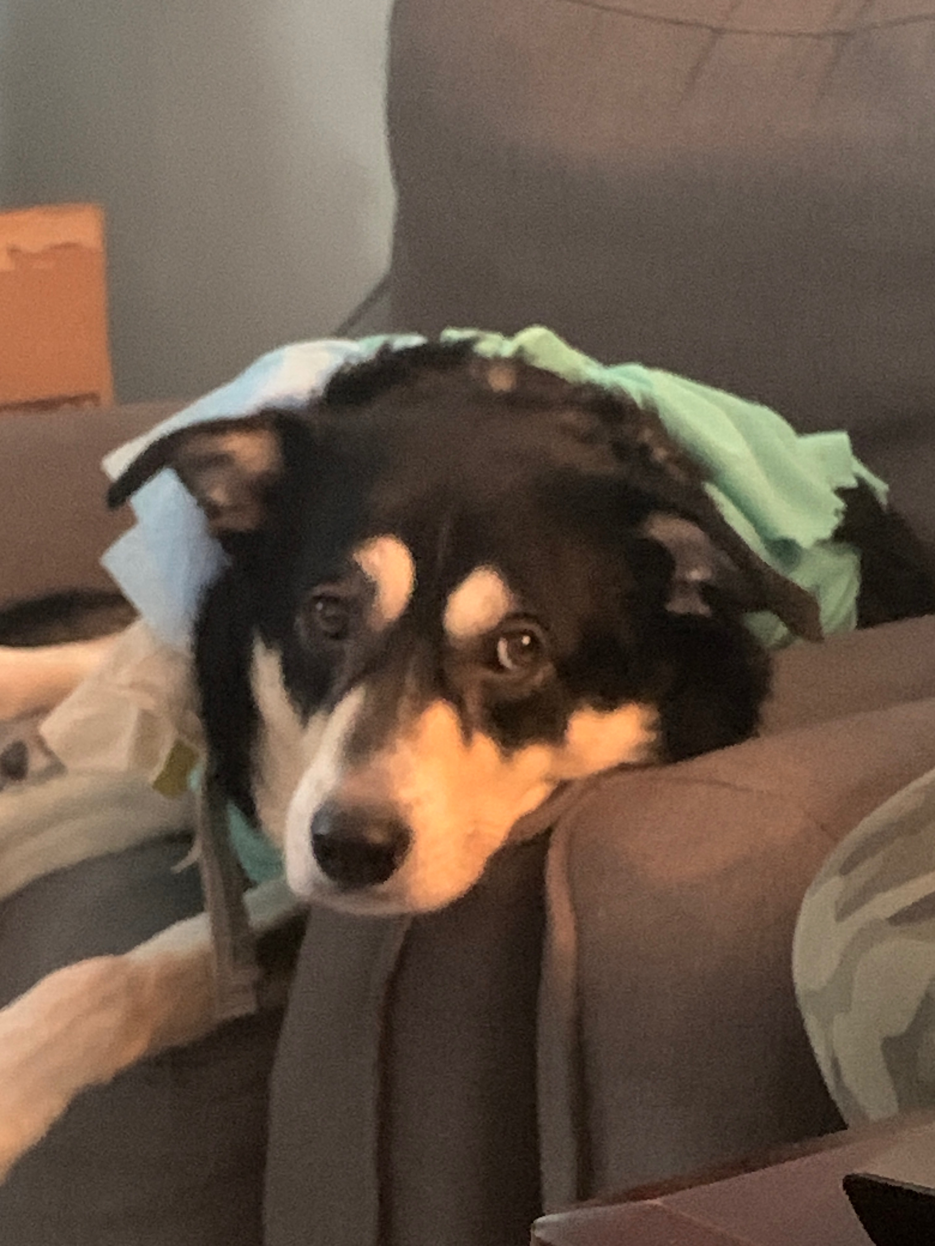 Donate to help pay for his surgery campaign photo, 7 of 8