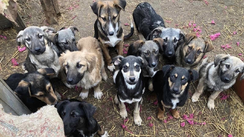 Bitte helft uns – 30 Straßen Hunde brauchen Hilfe