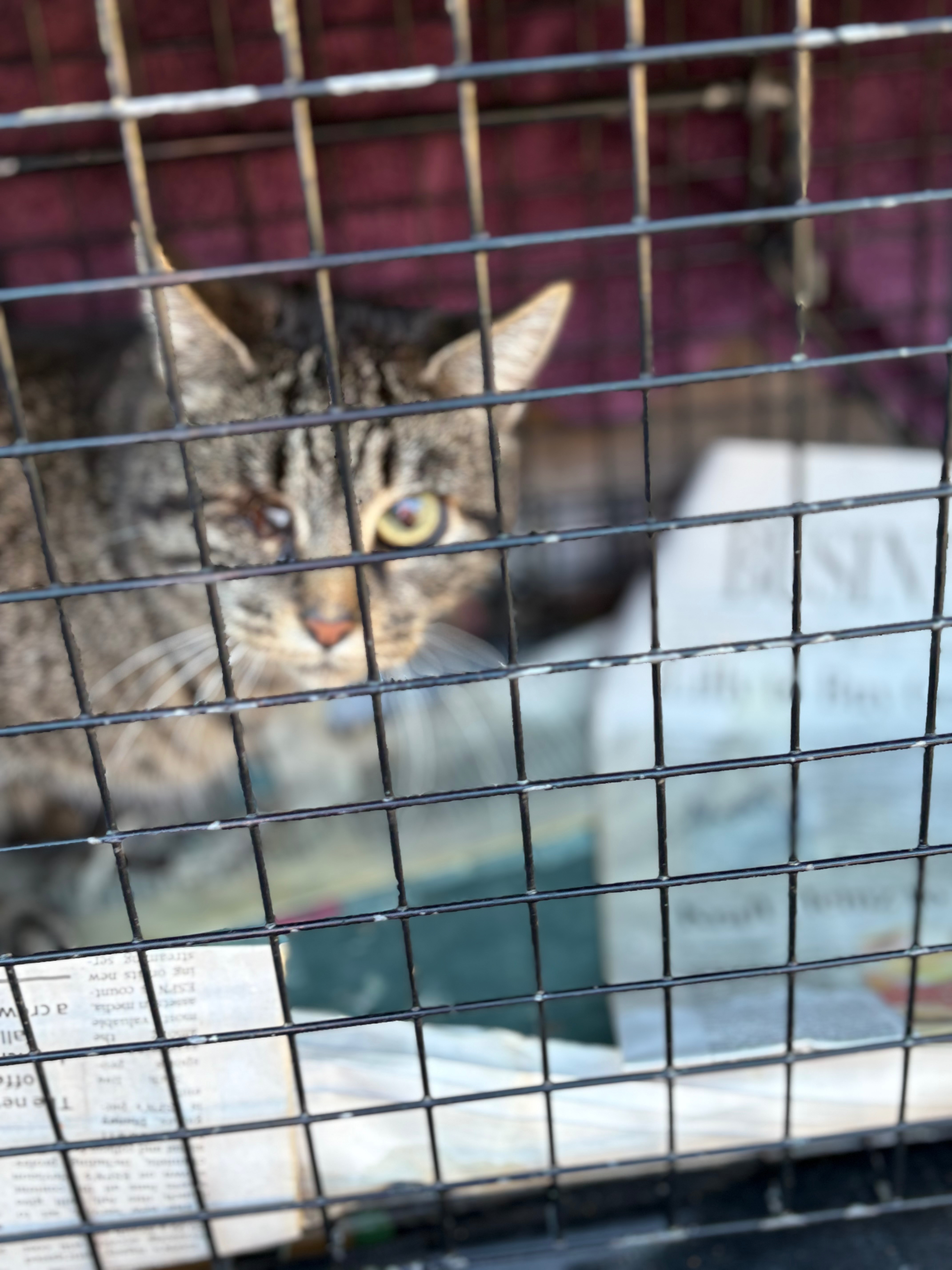 Help Save a Vision-Impaired Feral Cat campaign photo, 6 of 7