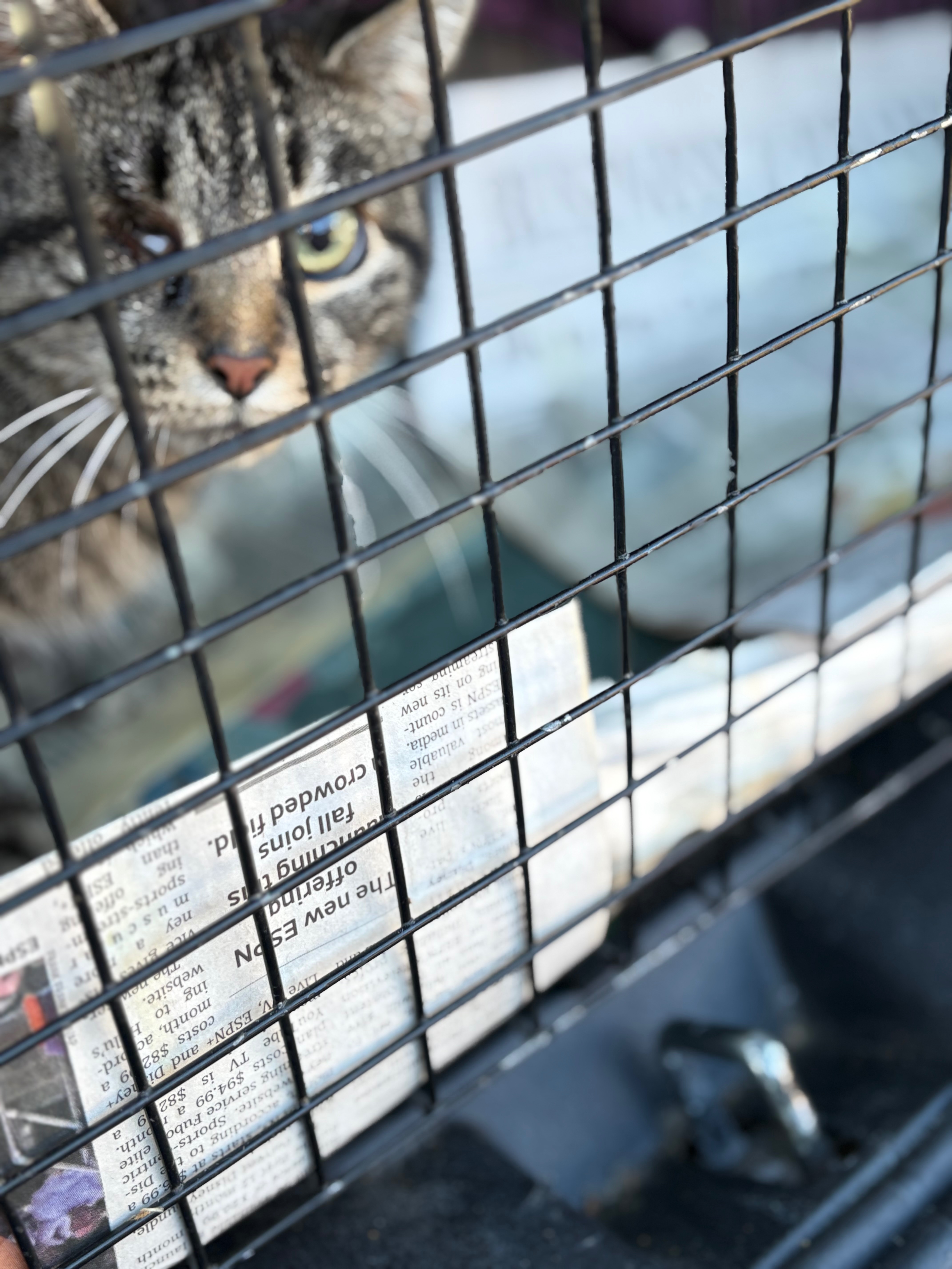 Help Save a Vision-Impaired Feral Cat campaign photo, 2 of 7