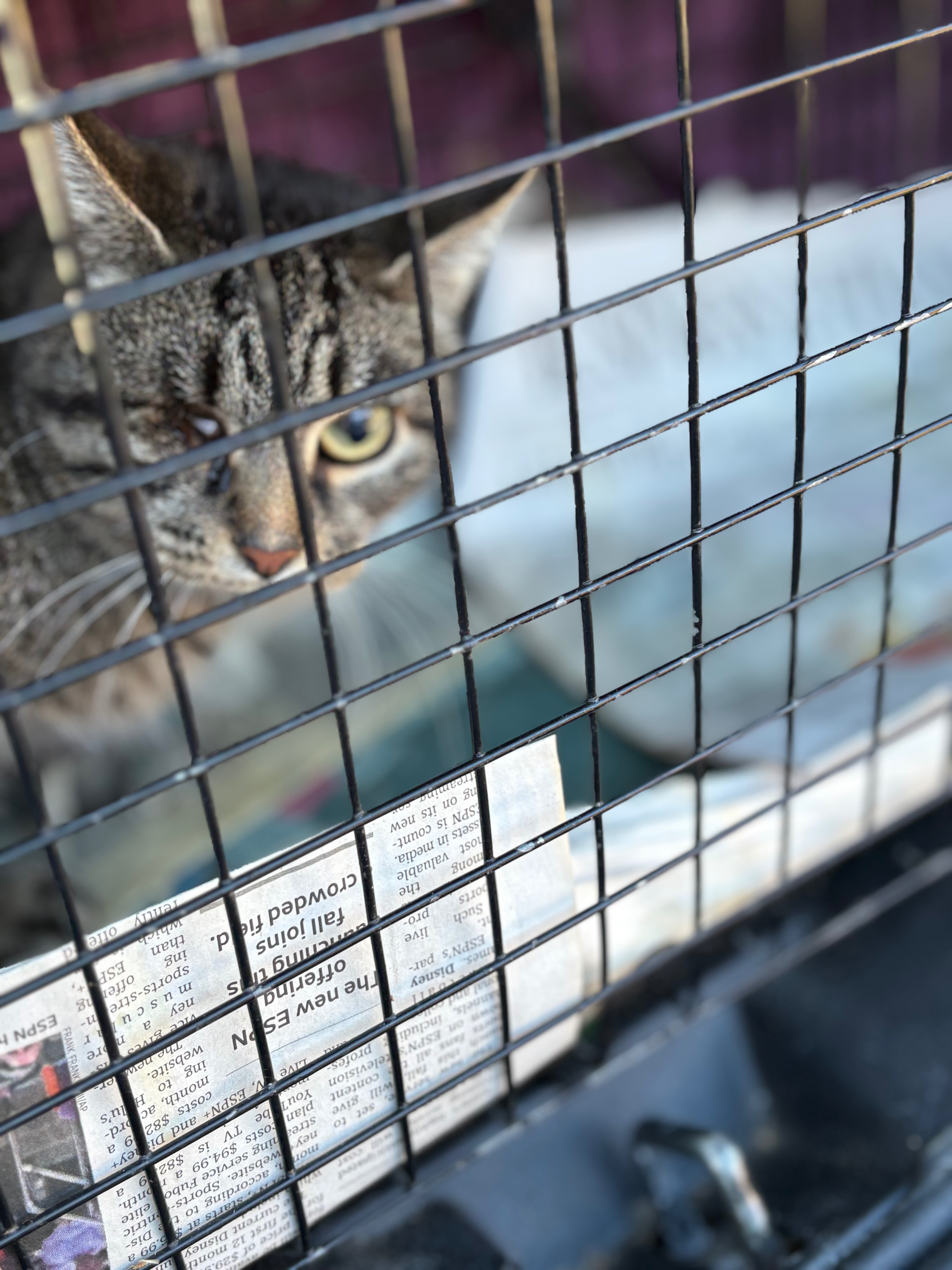 Help Save a Vision-Impaired Feral Cat campaign photo, 4 of 7