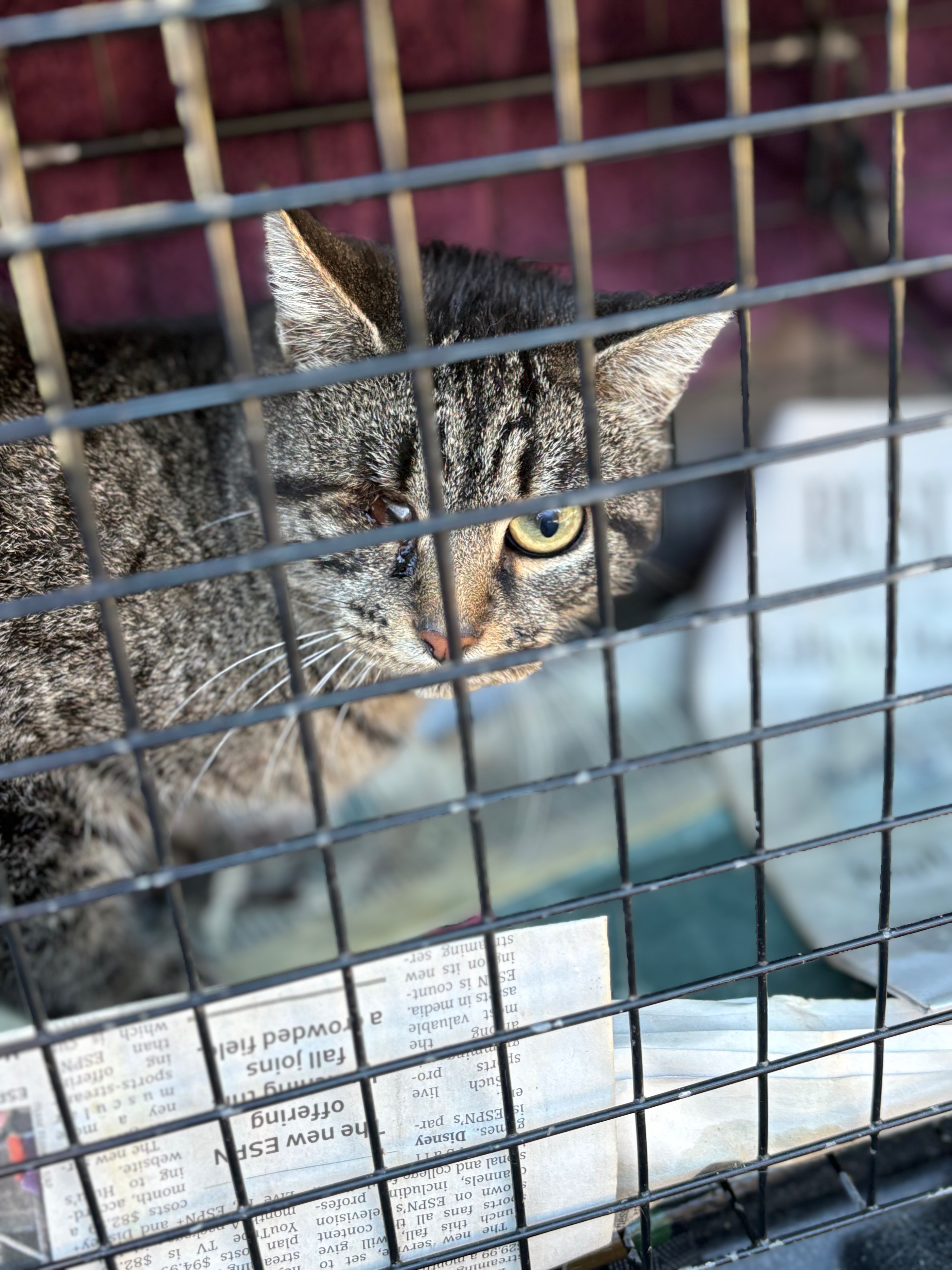 Help Save a Vision-Impaired Feral Cat campaign photo, 5 of 7