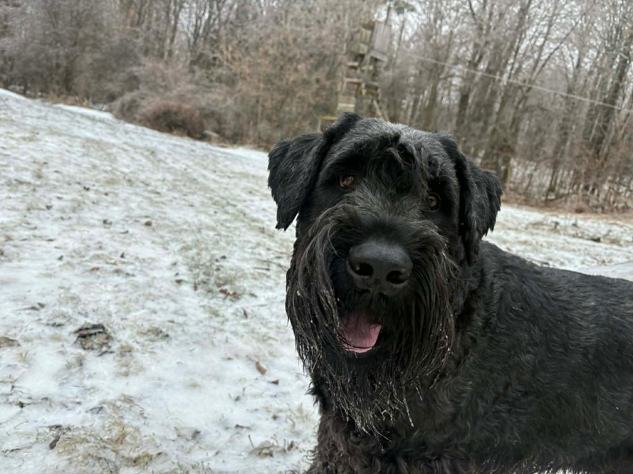 Axel the Giant Schnauzer campaign photo, 4 of 5
