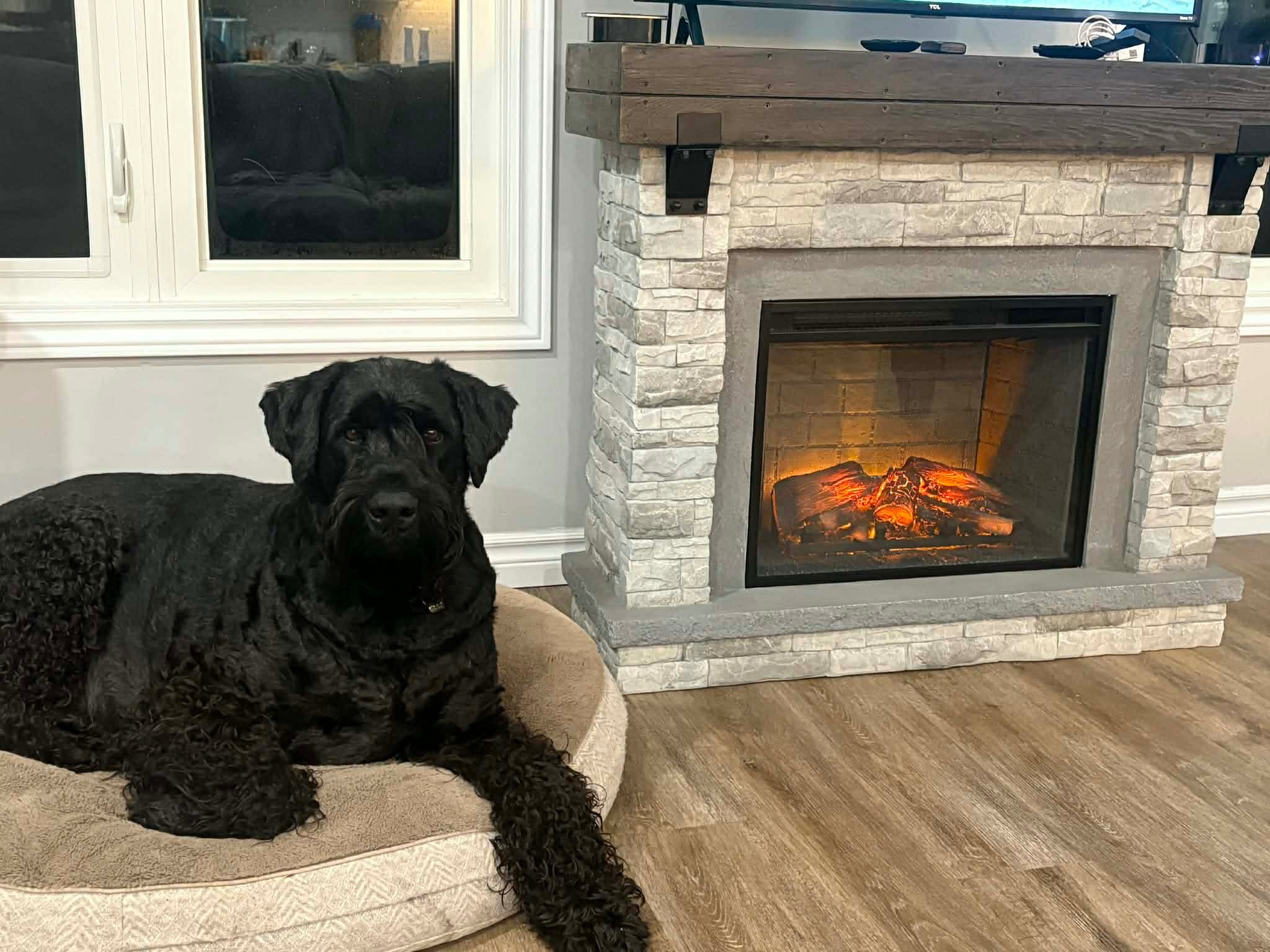 Axel the Giant Schnauzer campaign photo, 2 of 5