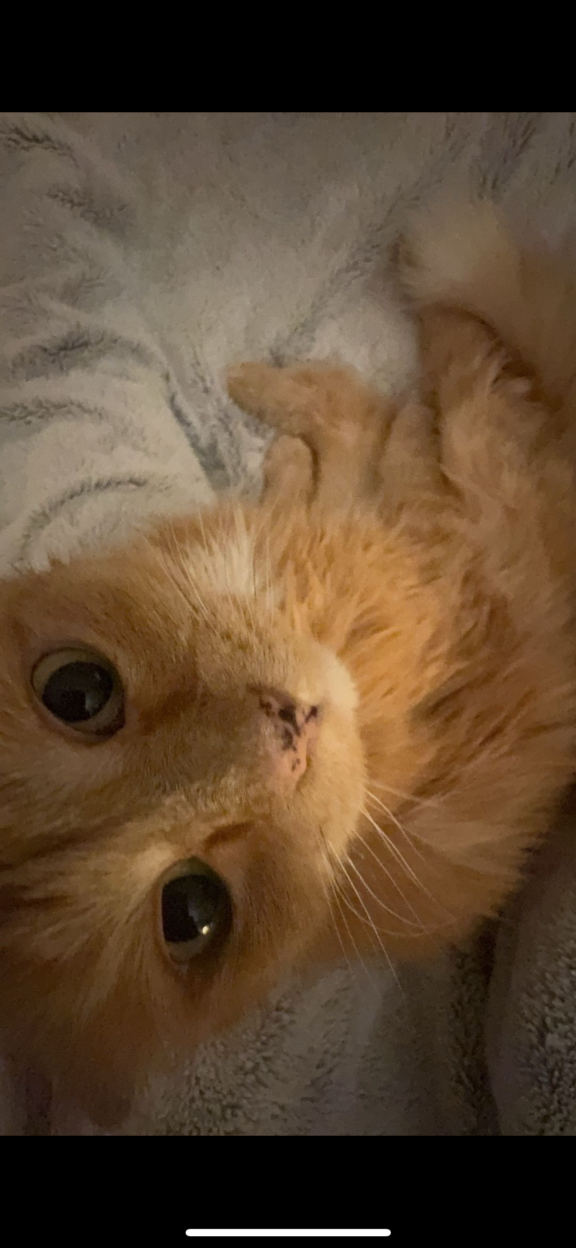 Support Bean's Life-Changing Ear Surgery campaign photo, 2 of 5