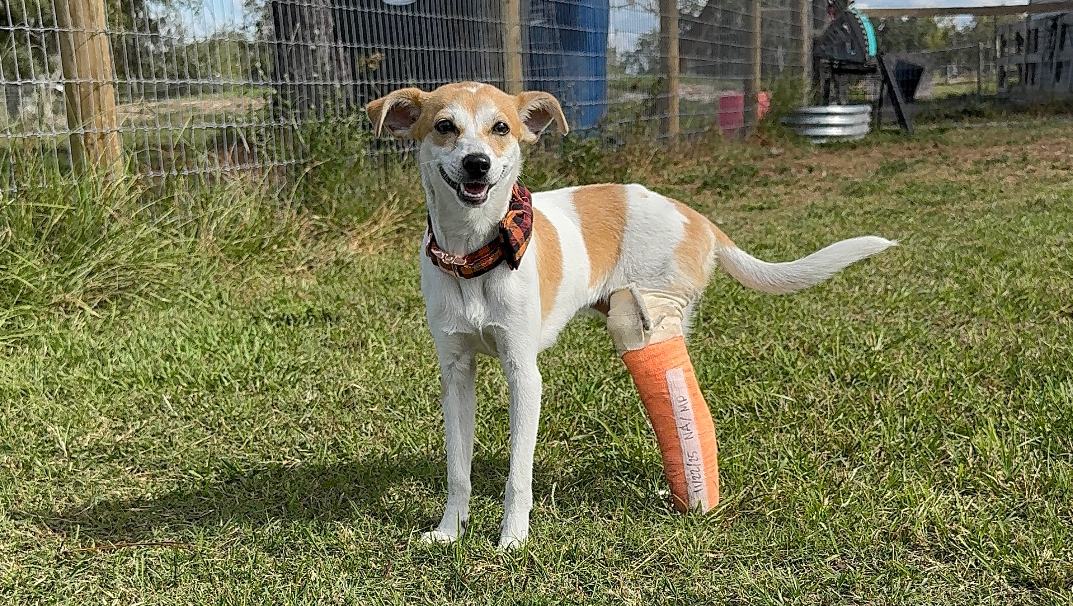 Help Shayla Run Again: Support Her Surgery photo