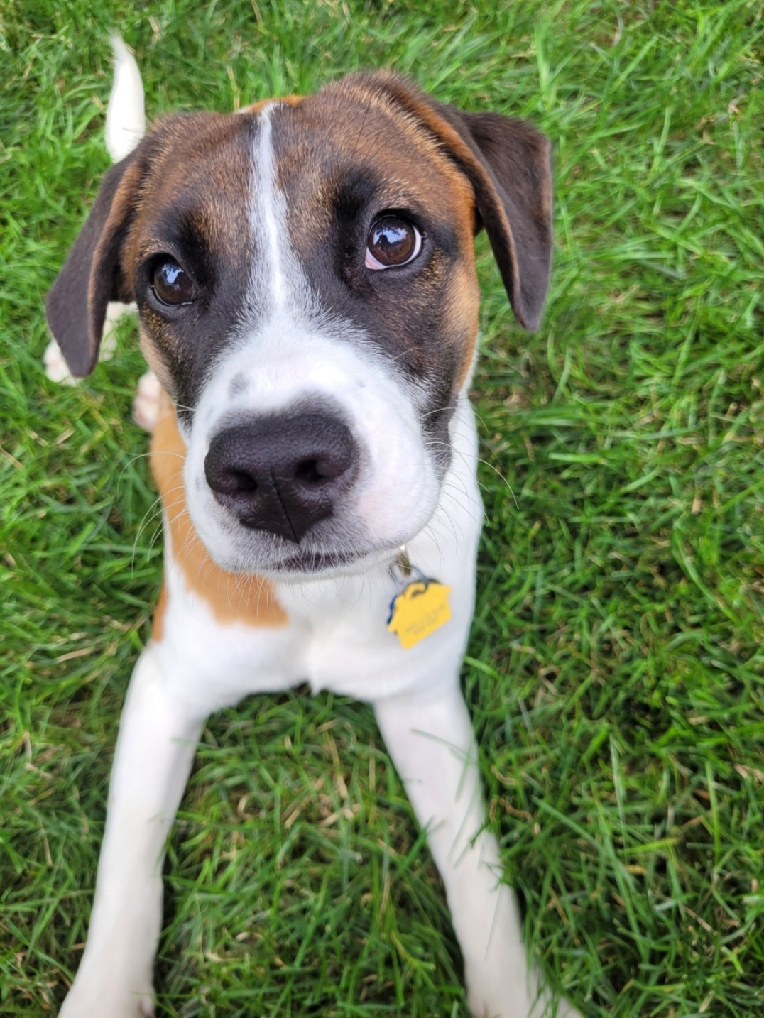 Please help Juniper get the surgery she needs campaign photo, 2 of 4