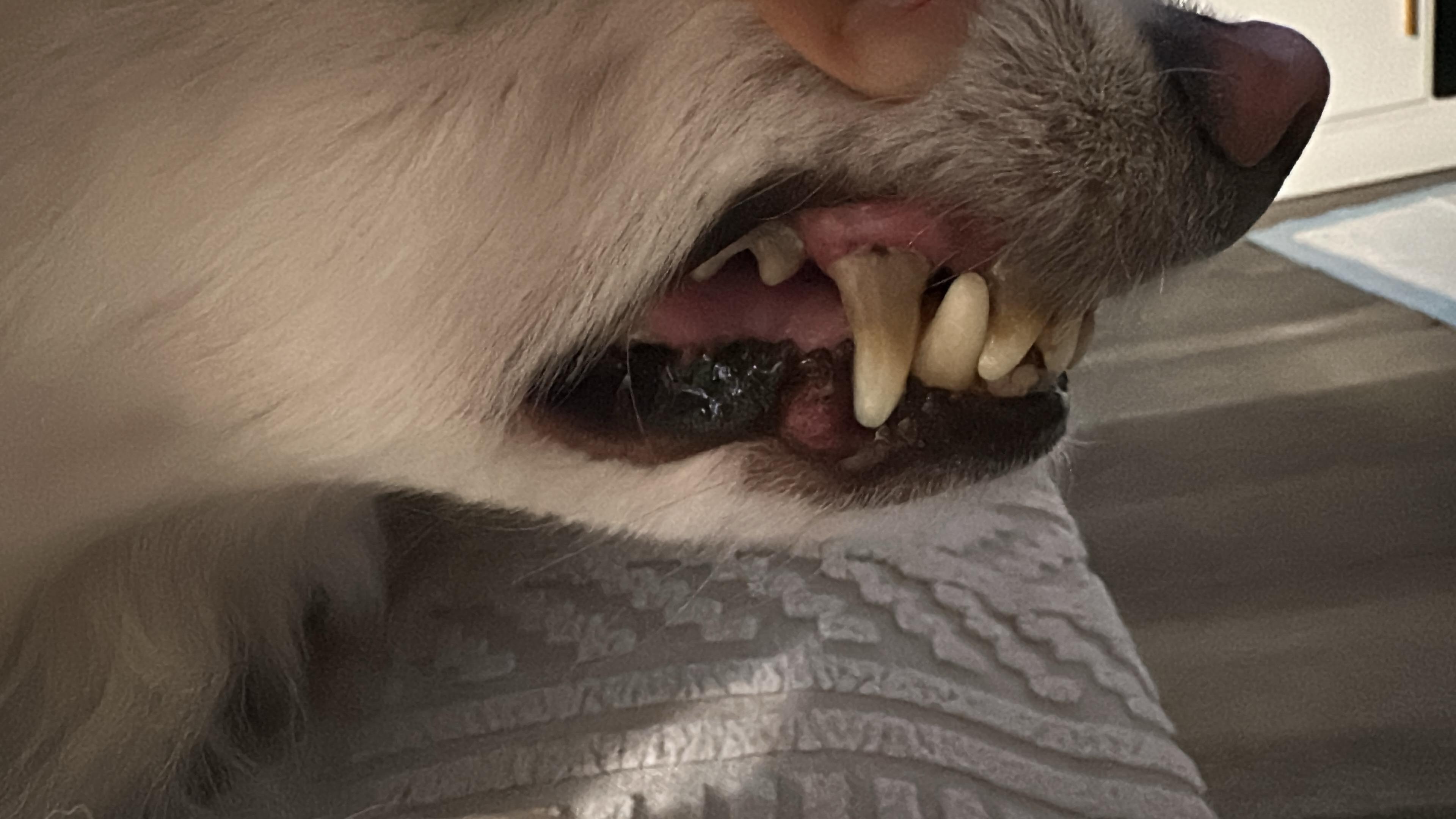 Help Nano Heal: Urgent Dental and Heart Care campaign photo, 6 of 7
