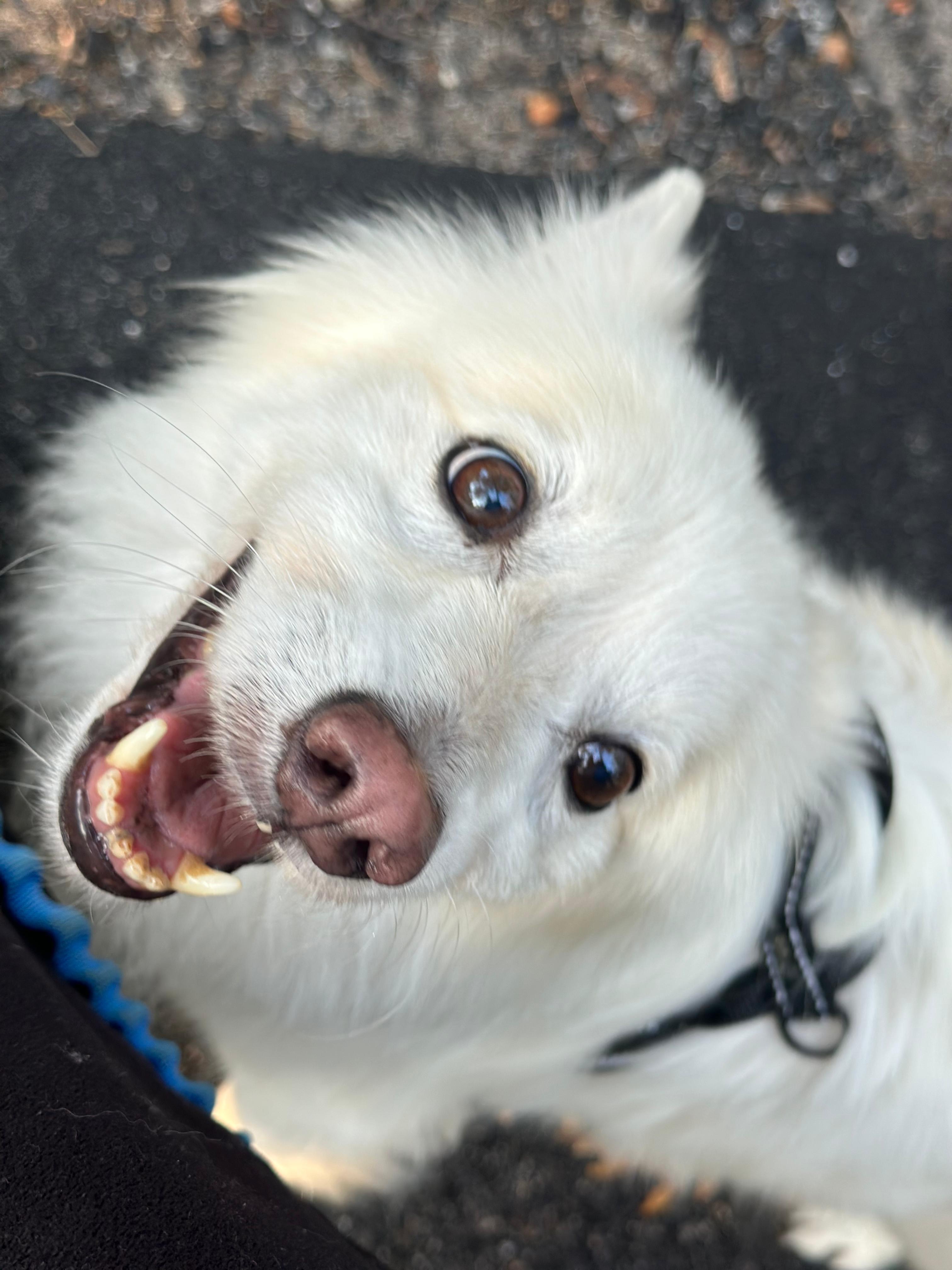 Help Nano Heal: Urgent Dental and Heart Care campaign photo, 4 of 7