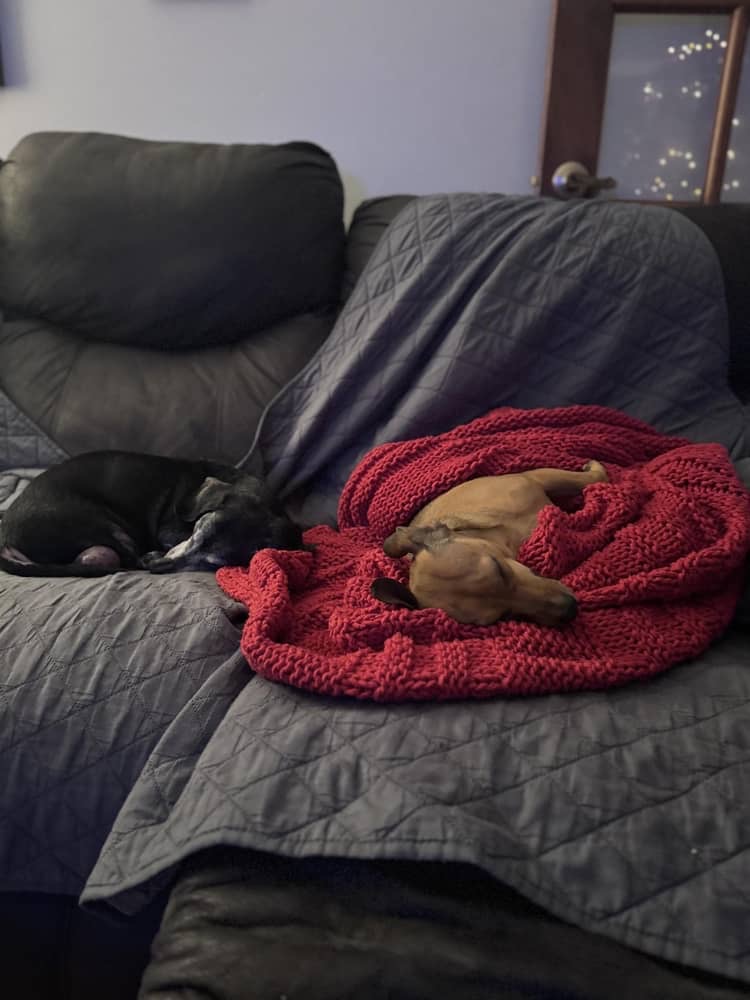 Help Veronica & Her Dogs Stay Safe This Winter campaign photo, 5 of 6