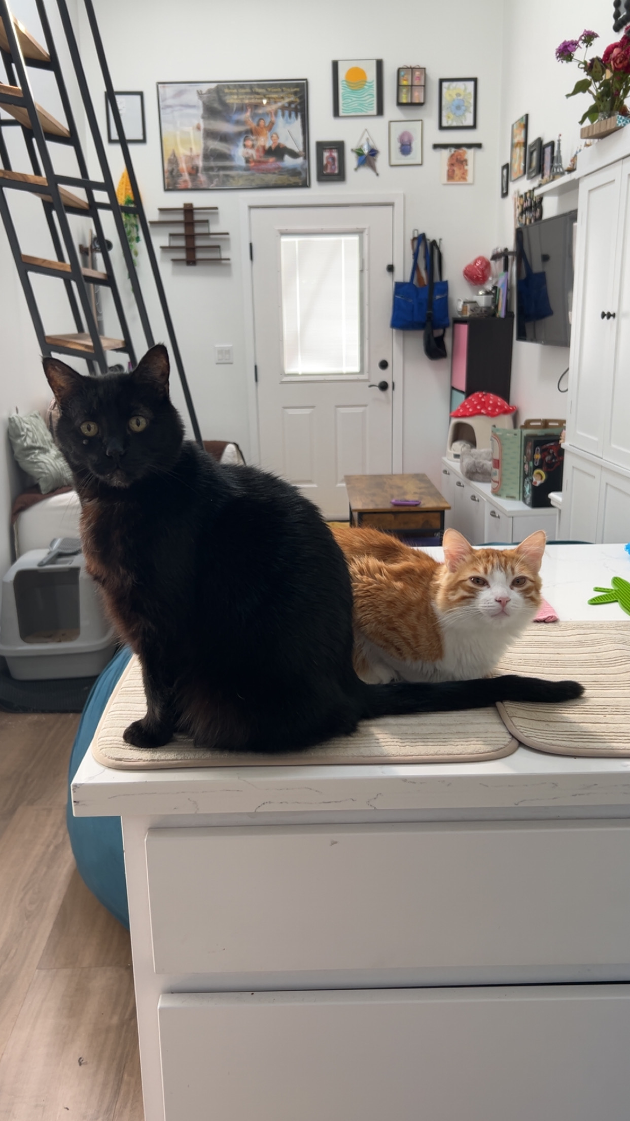 Support Trae's Beloved Cats in Their Time of Need campaign photo, 6 of 7